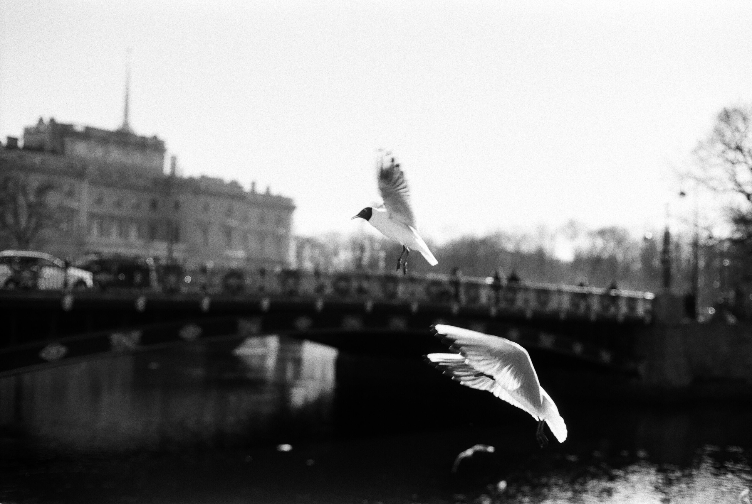 Фотографии черно-белые. Свадебный и семейный пленочный фотограф в Петербурге Истомина Ирина