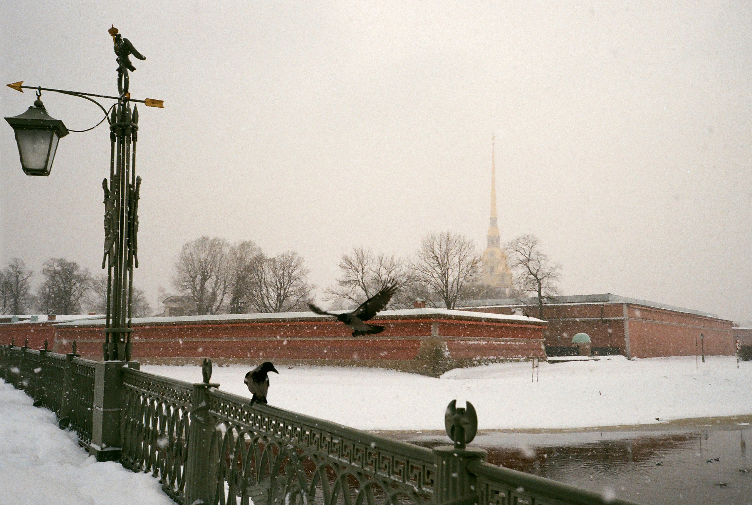 Фотографии цветные. Свадебный и семейный пленочный фотограф в Петербурге Истомина Ирина