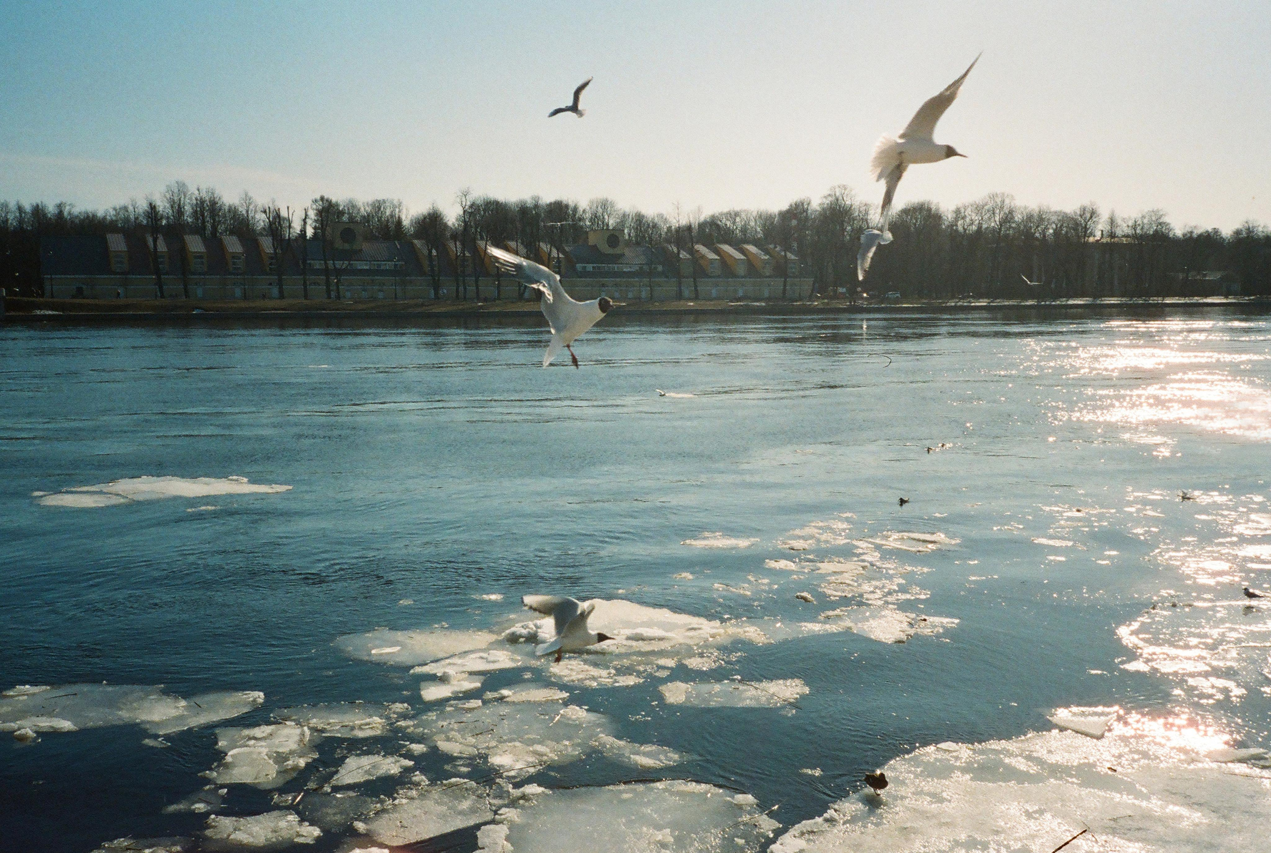 Фотографии цветные. Свадебный и семейный пленочный фотограф в Петербурге Истомина Ирина