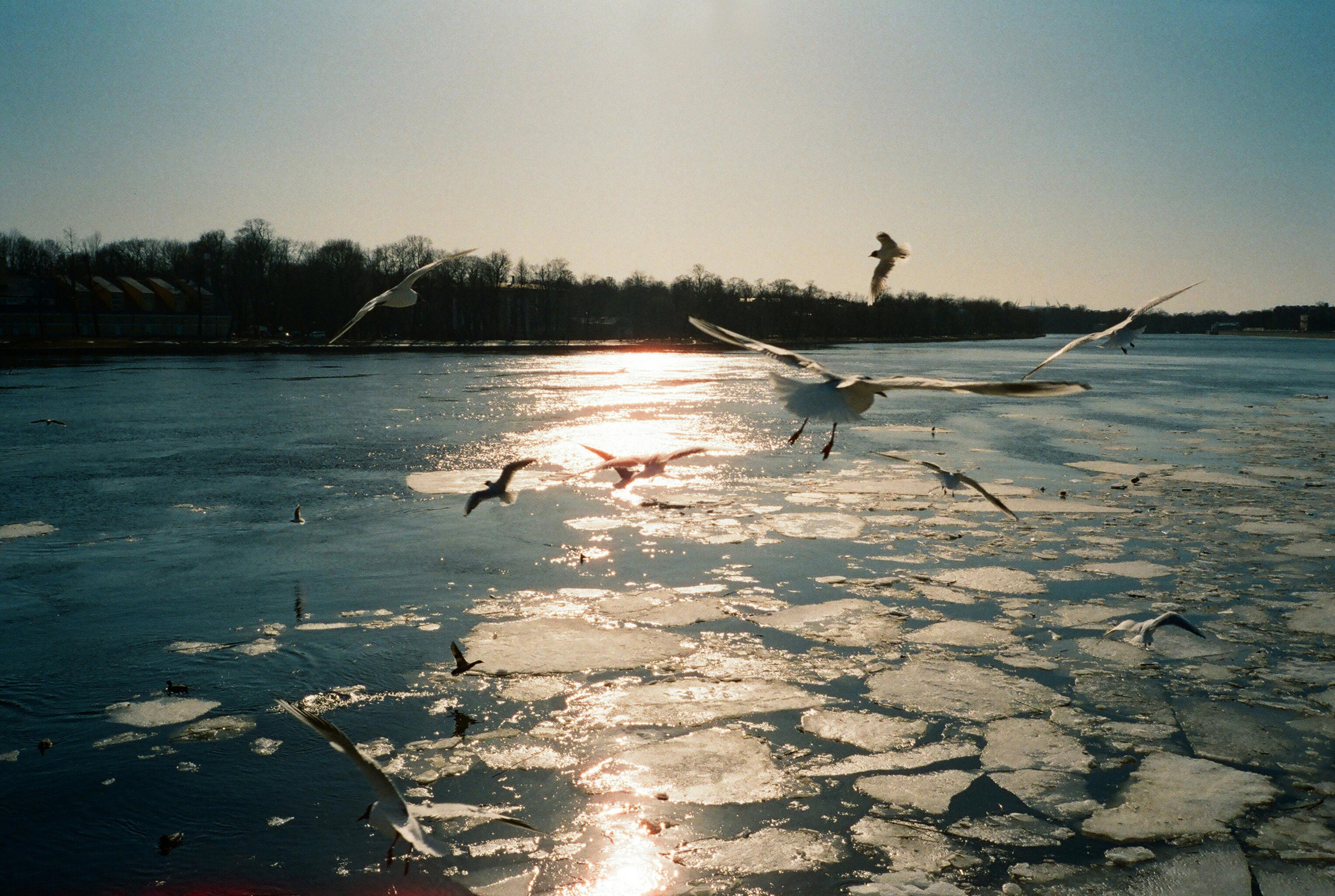 Фотографии цветные. Свадебный и семейный пленочный фотограф в Петербурге Истомина Ирина