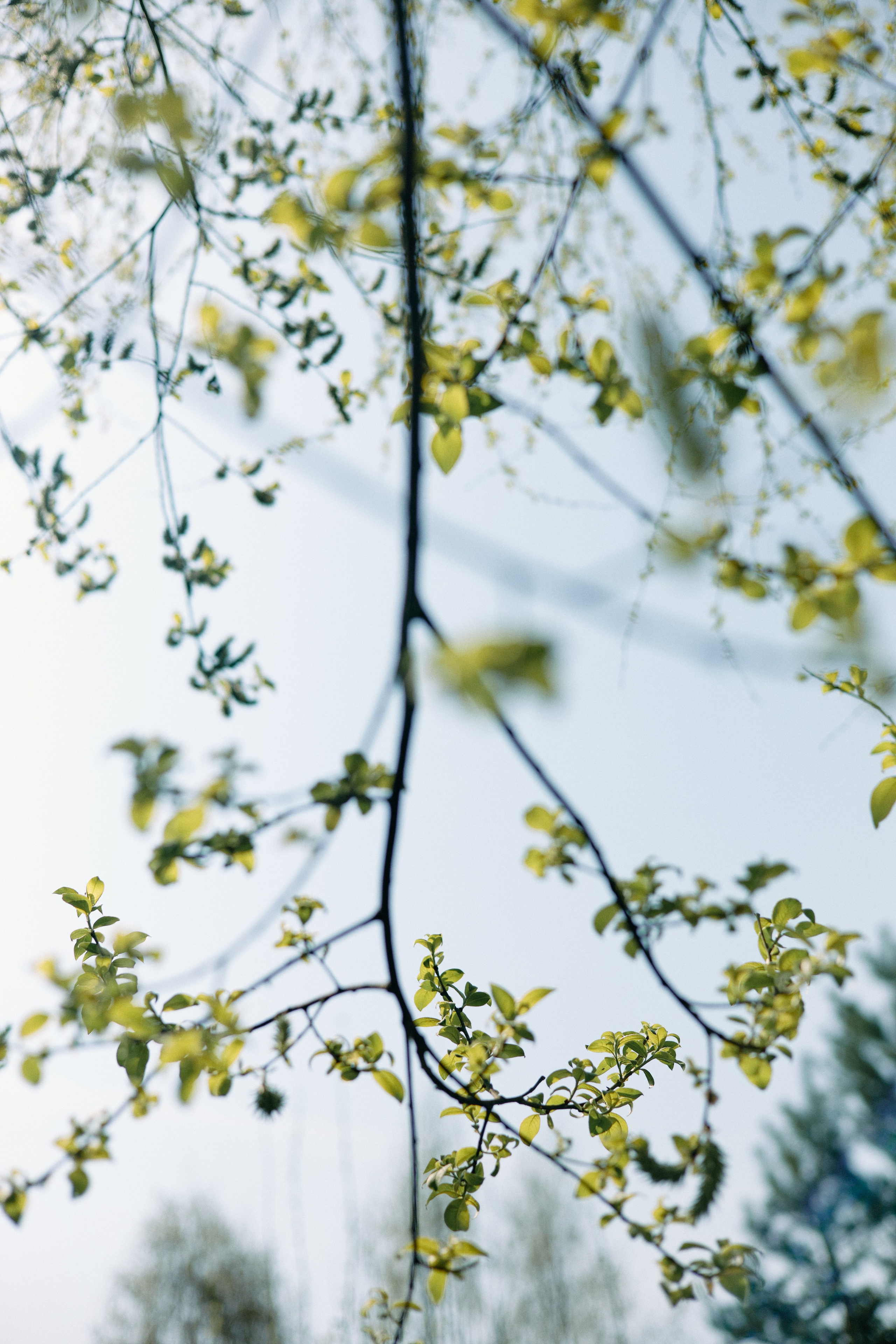 Бутик-отель Поле летом. Профессиональный Фотограф во Владимире, в Москве и в Суздале — Полина Романычева