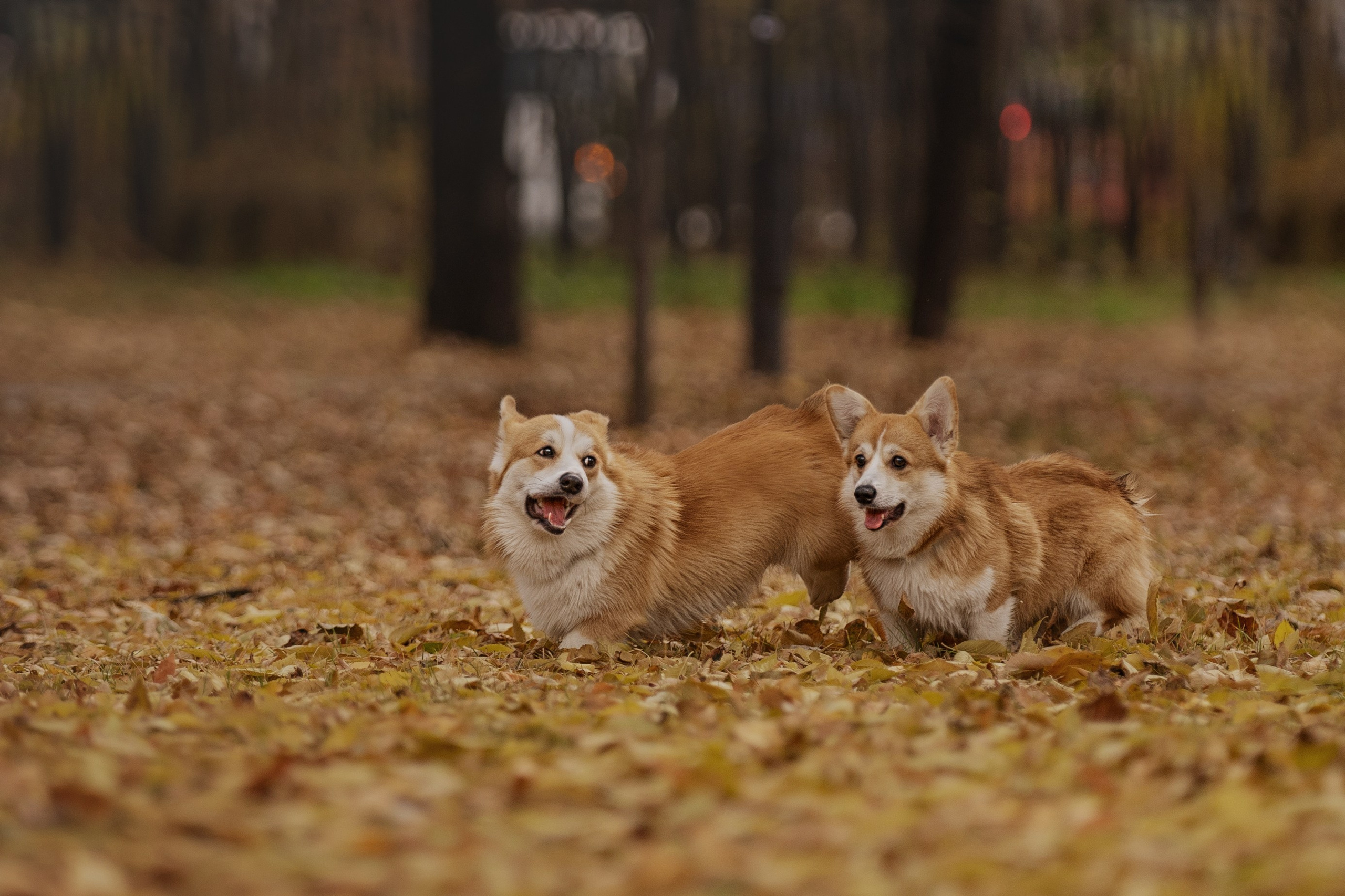 Ольга с семьей и их коргибанда. Kameramotor74