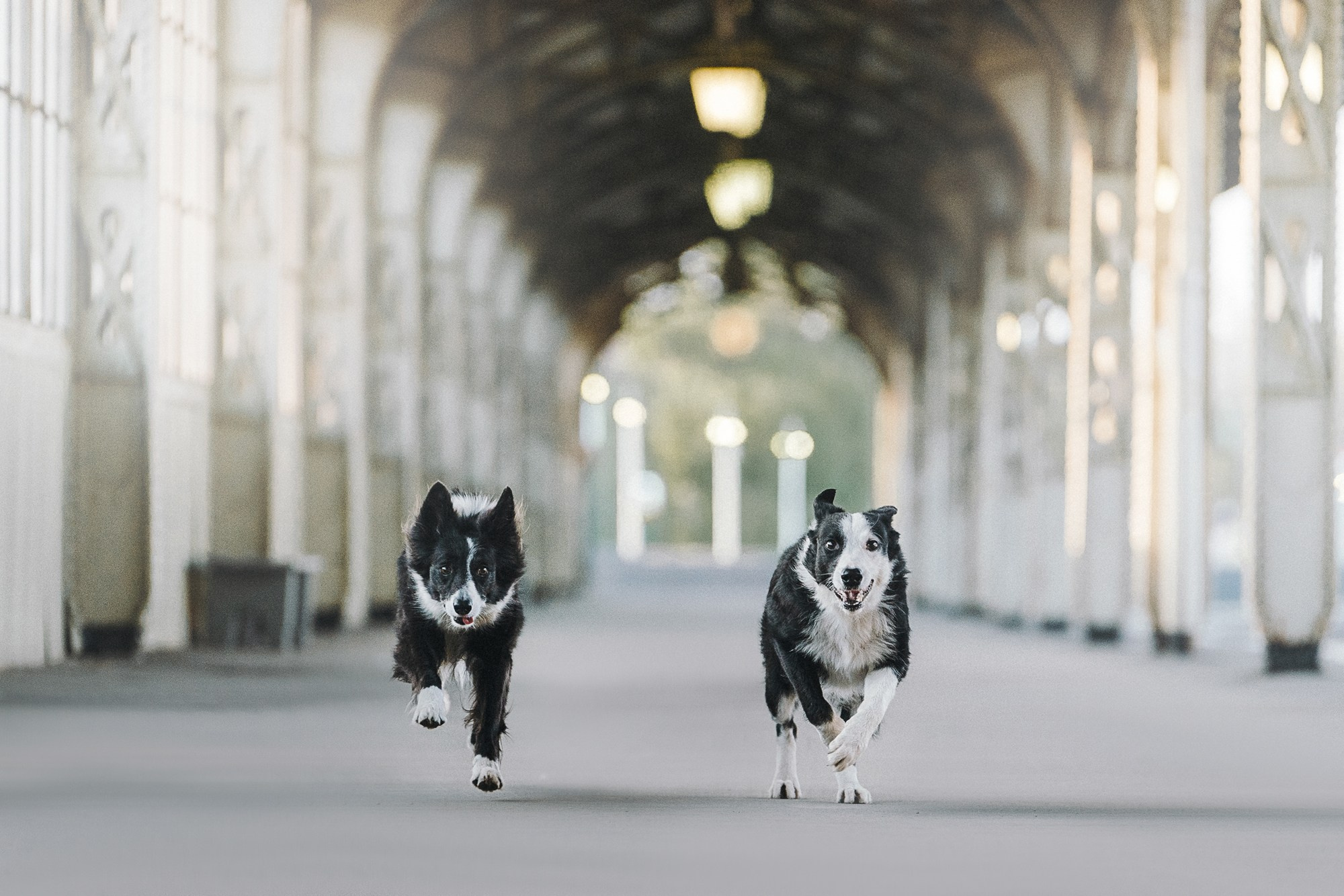 Таня, Марта и Клипса. Фотограф анималист в Москве и Санкт-Петербурге Свиридова Анна