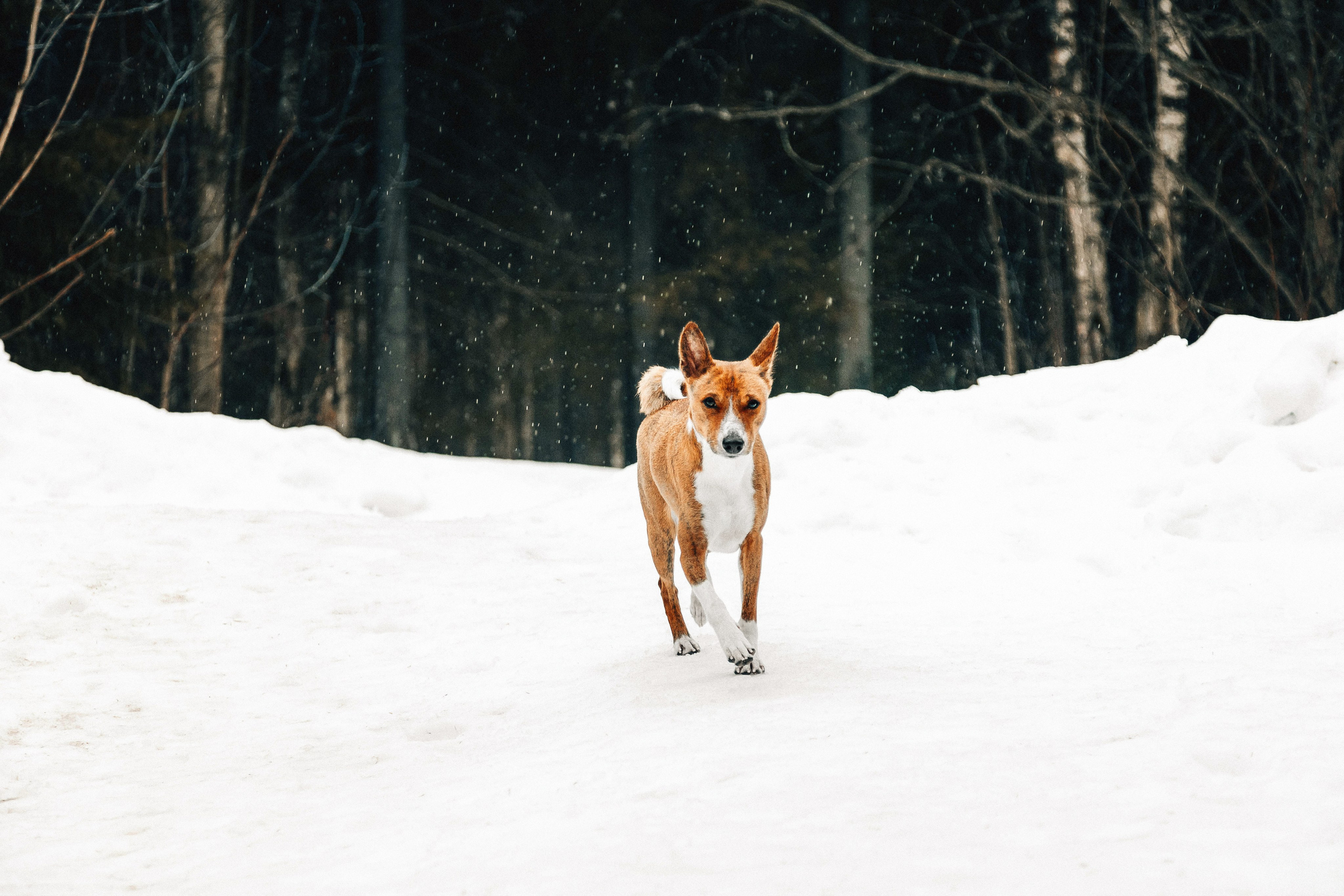 Басенджи Мэнни. Htykk_photo