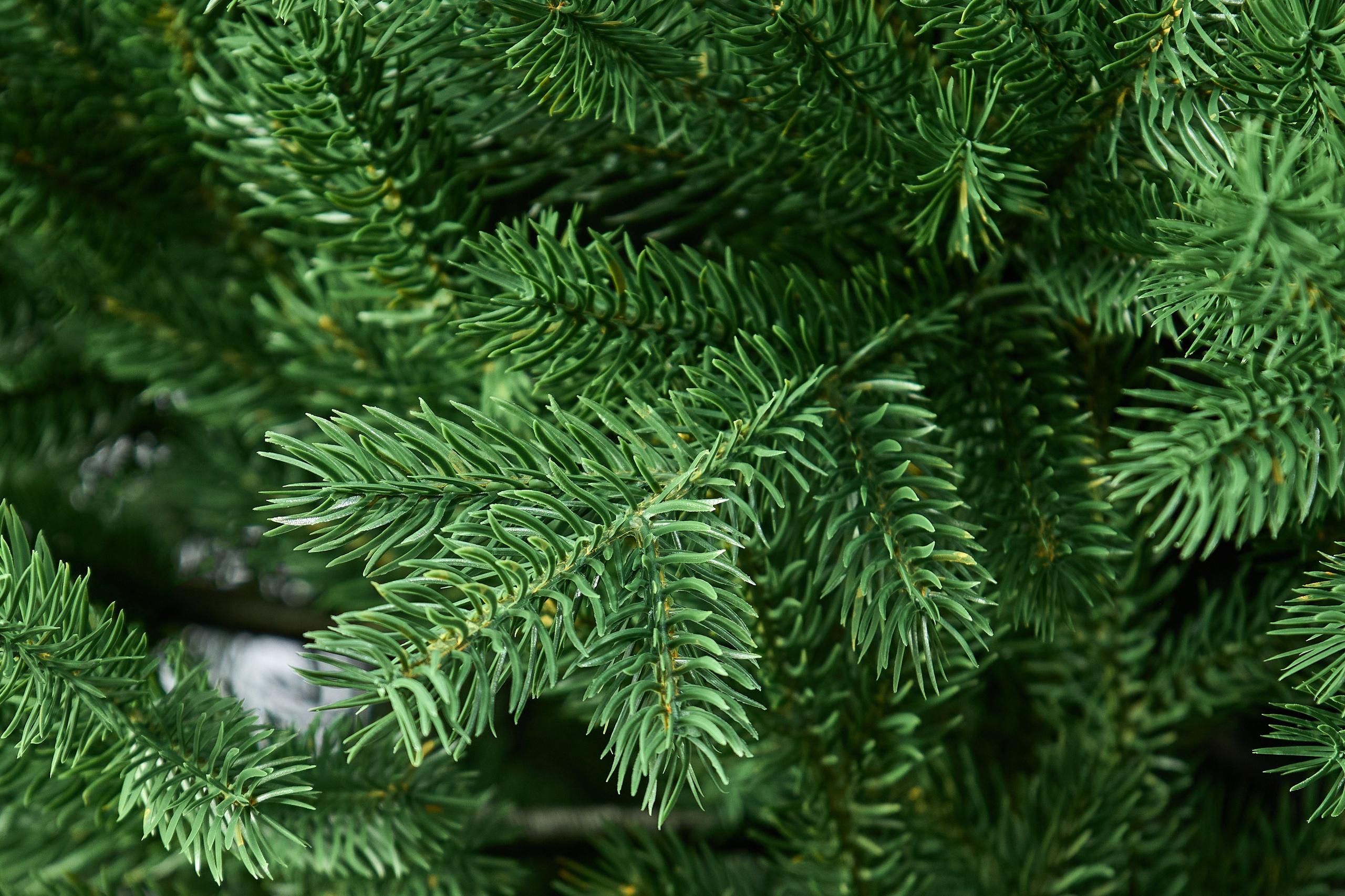 Искуственные ели и сосны. Выведите свои товары на новый уровень с профессиональной предметной фотографией. Предметный фотограф Юлия Кравченко