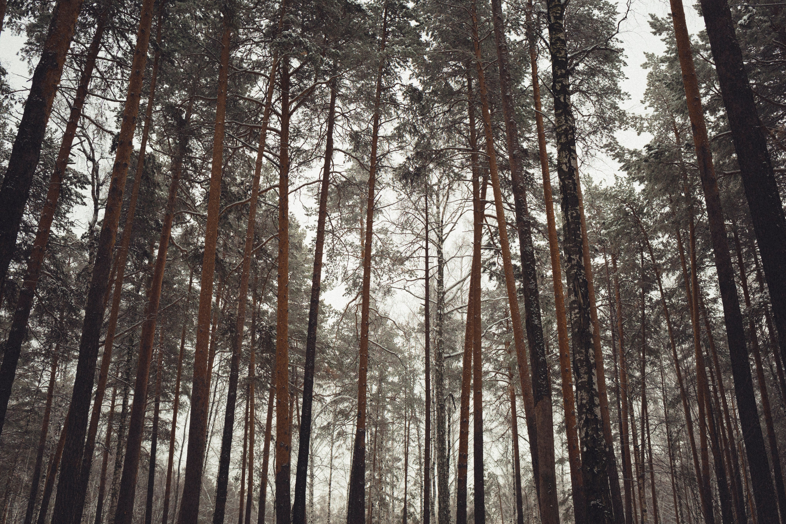 Семейная фотосессия в зимнем лесу. Марина Рерих — портретный фотограф в Екатеринбурге