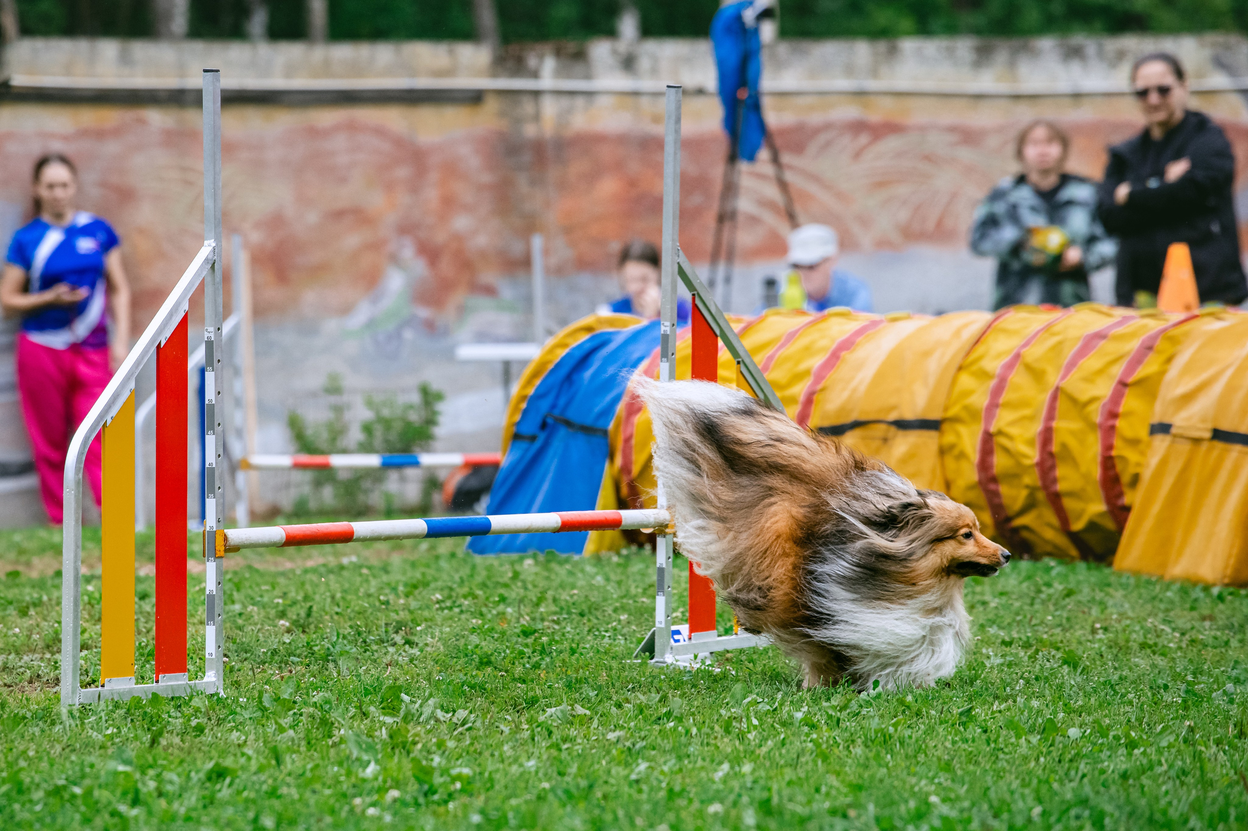Соревнования по аджилити Долгопрудный 30.06.2025. Фотограф-анималист Татьяна Степанова