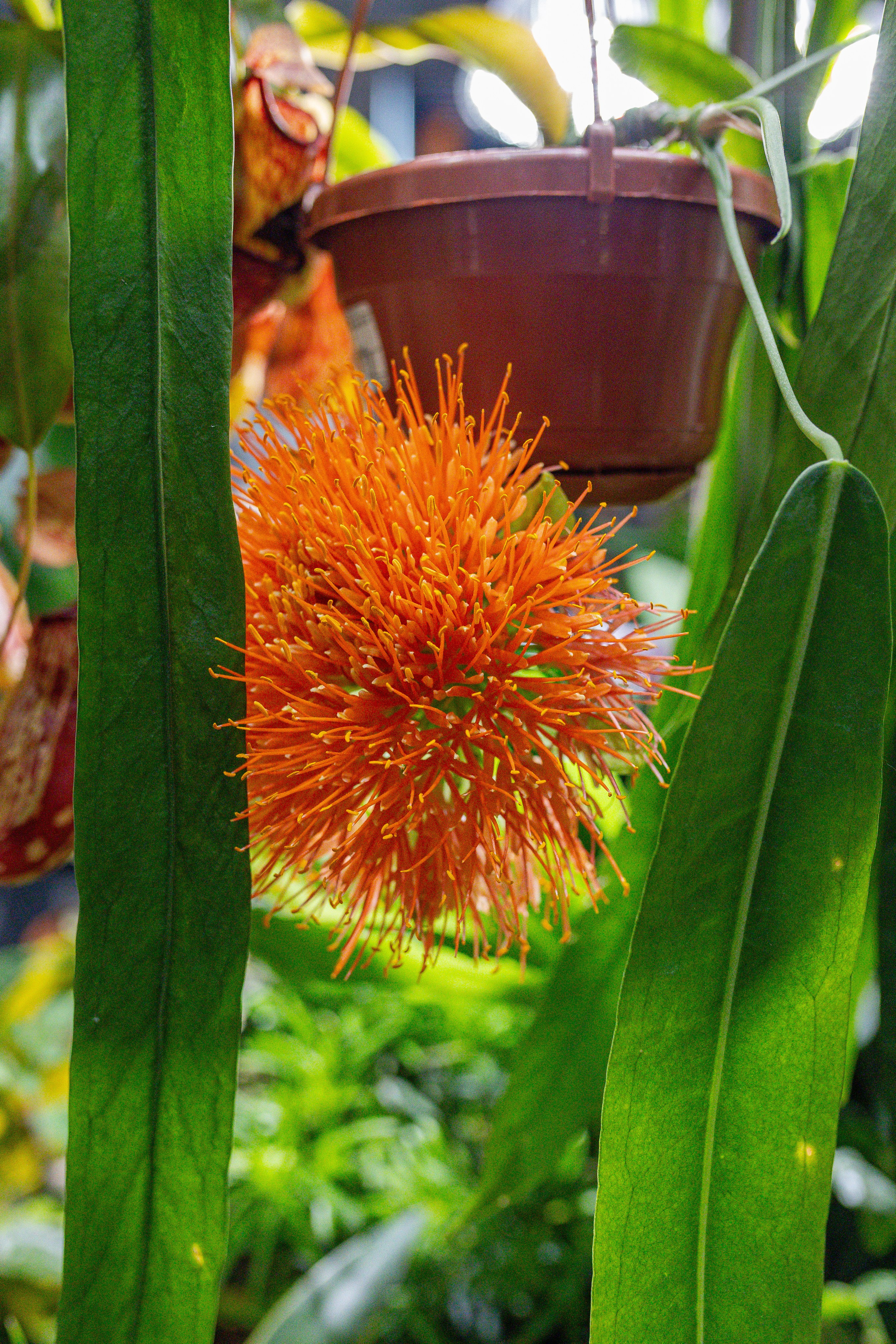 Монстериум апрель 2026. Александра Куликова фотограф, Москва