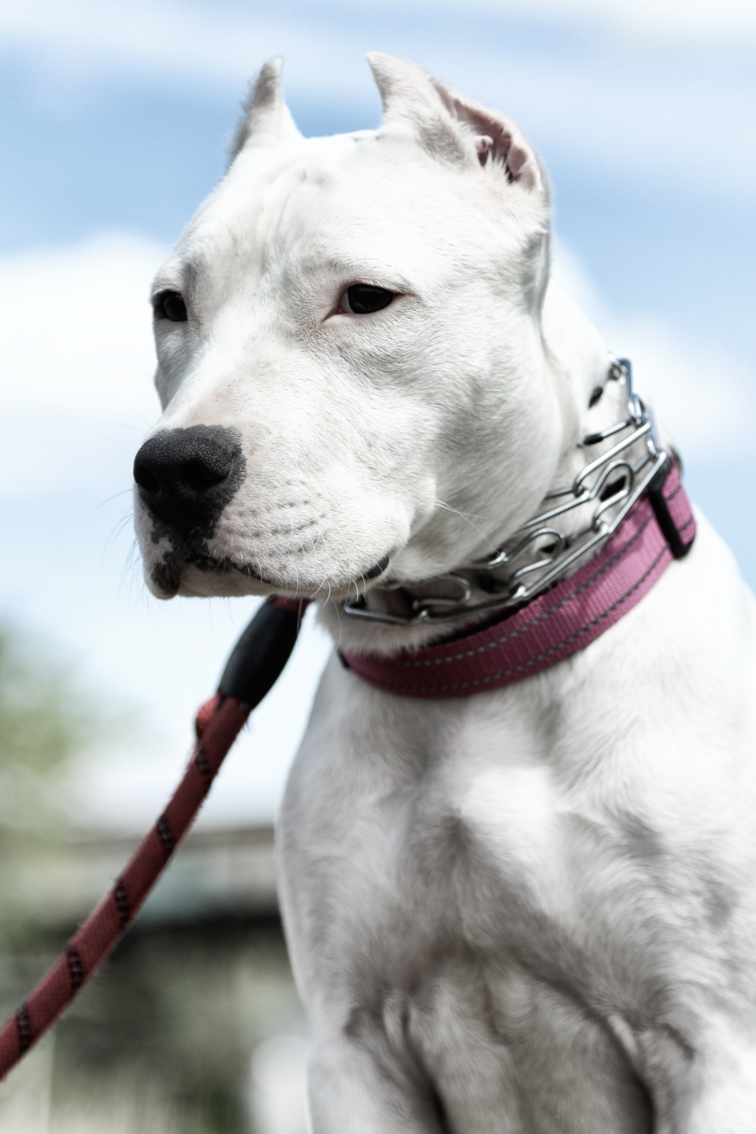 Лошади «Каскад» и «Брилиант». Алиса Томшина — Фотограф / Видеограф