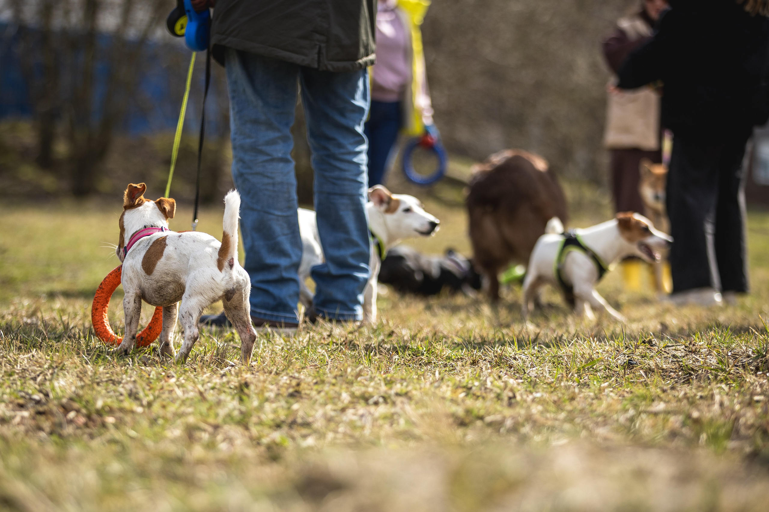 Догтуса 24.03.2024. Ирина Голомб|Фотограф-анималист в  Сочи и Калининграде