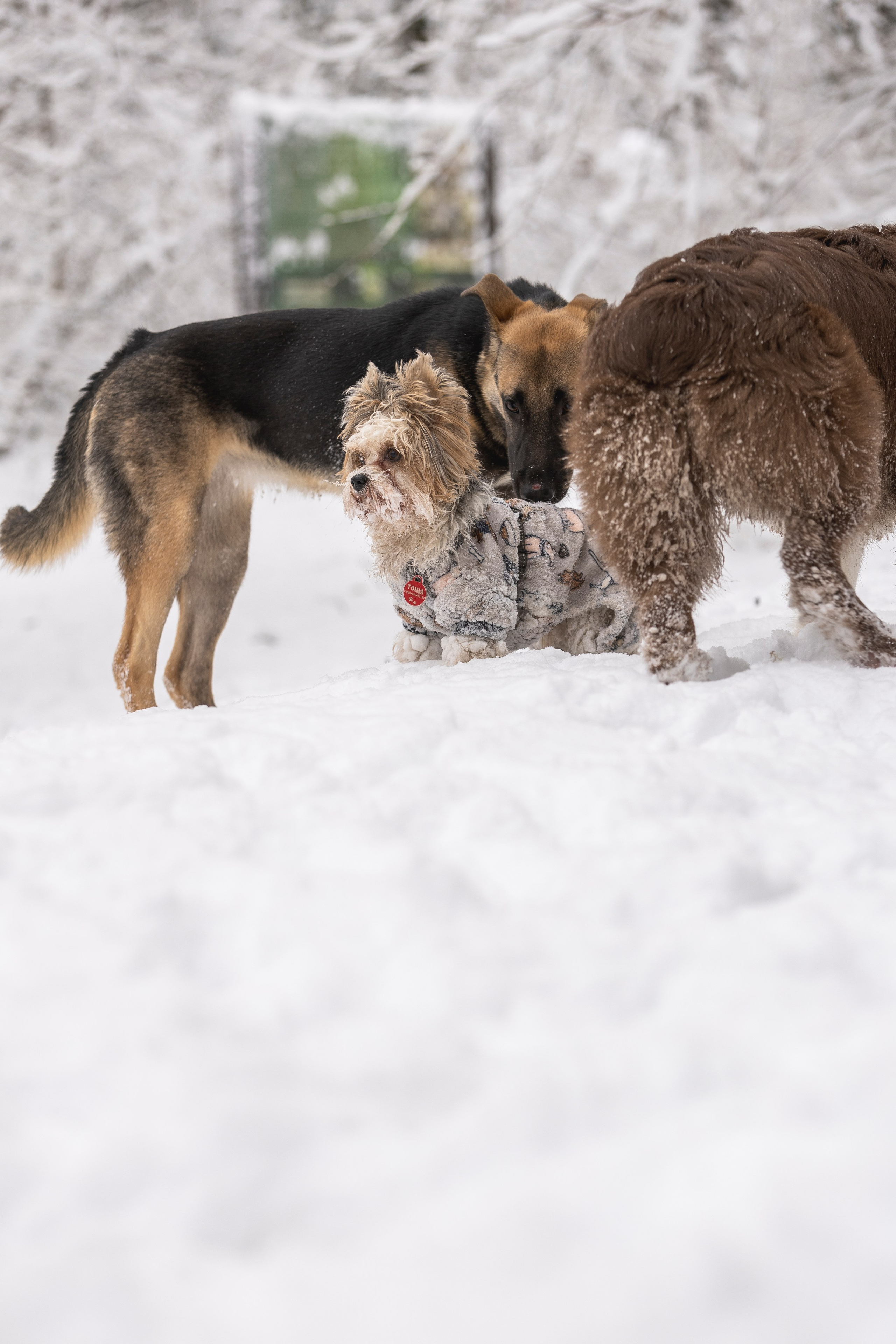 Догтуса Тропа Ефремова. Ирина Голомб|Фотограф-анималист в  Сочи и Калининграде
