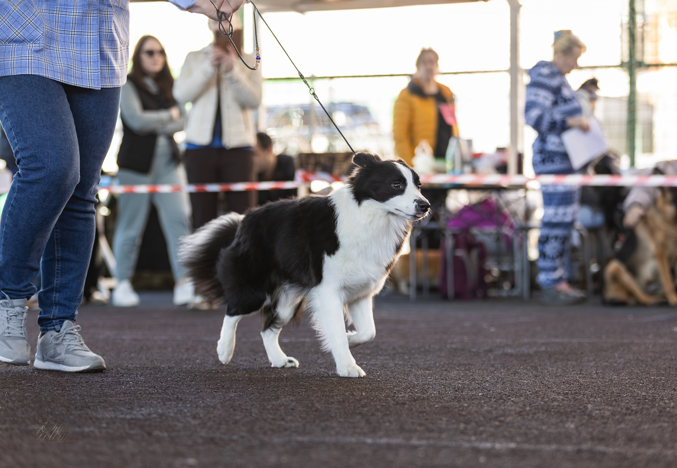 Выставка 25.02.2024. Ирина Голомб|Фотограф-анималист в  Сочи и Калининграде