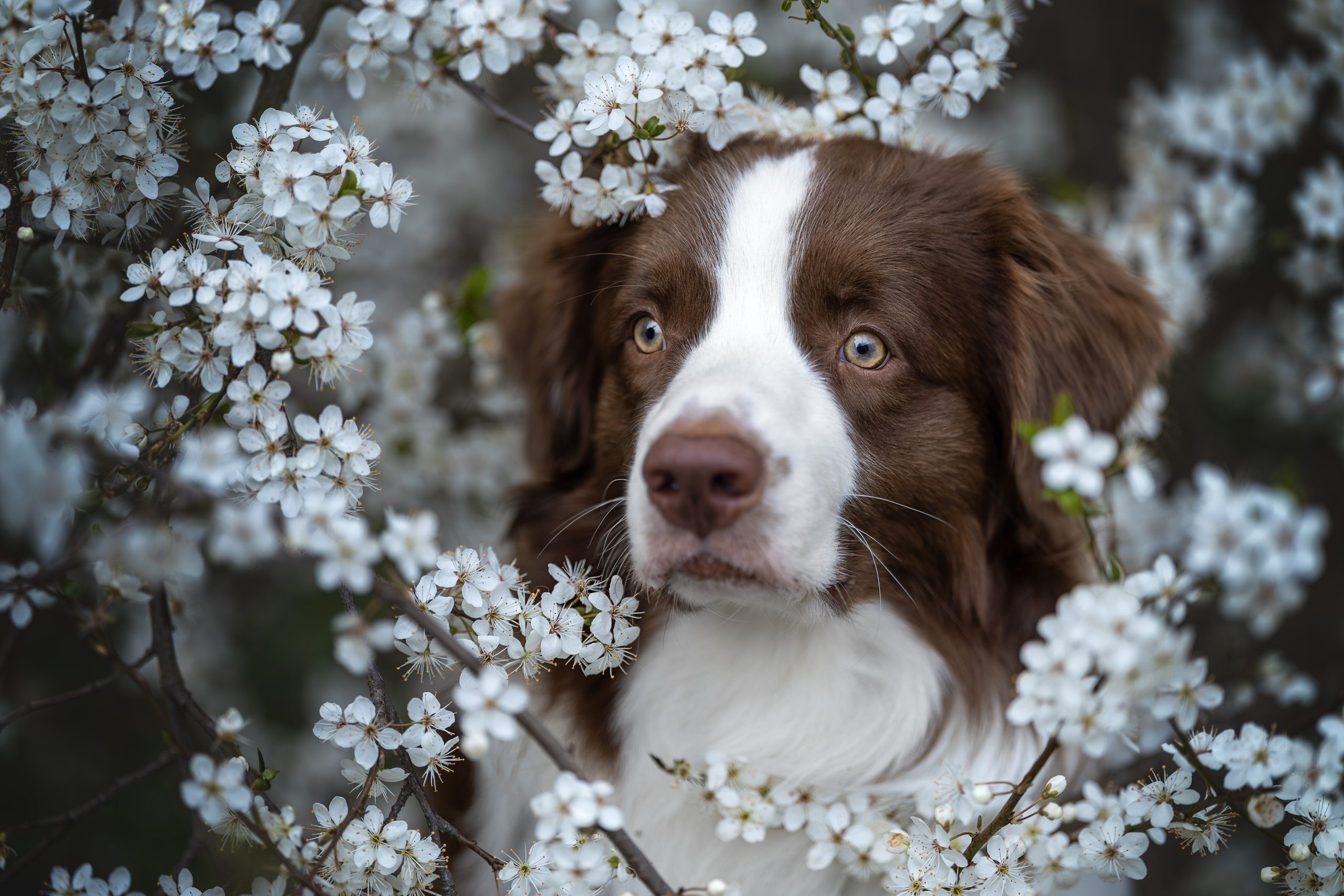 Дин, Австралийская Овчарка. Ирина Голомб|Фотограф-анималист в  Сочи и Калининграде