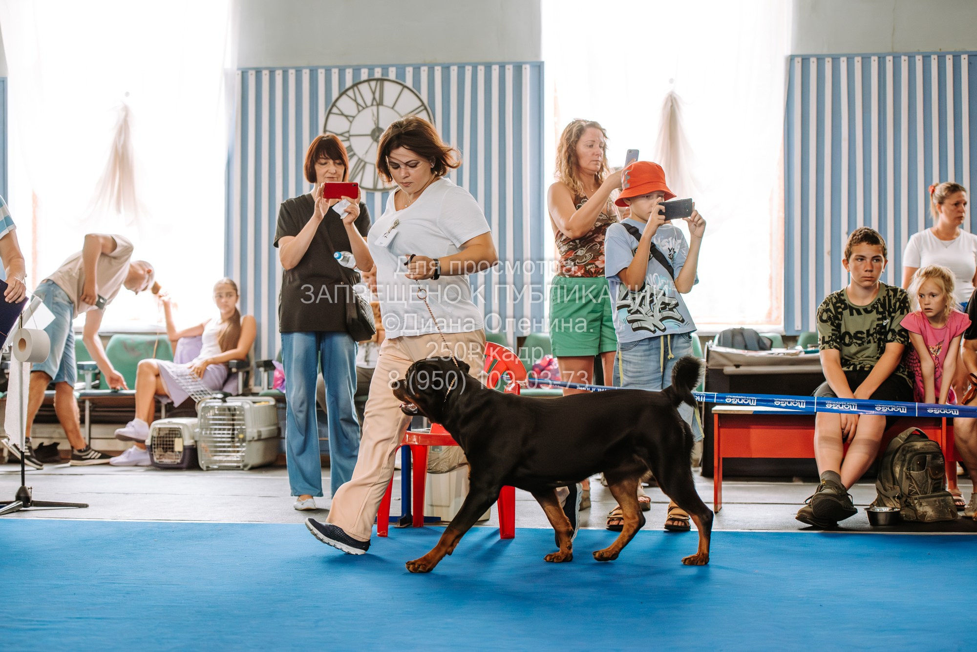 Национальная выставка собак всех пород ранга САС-IKU «Кубок Красноярск. Фотограф Диана Оленина Красноярск / Братск