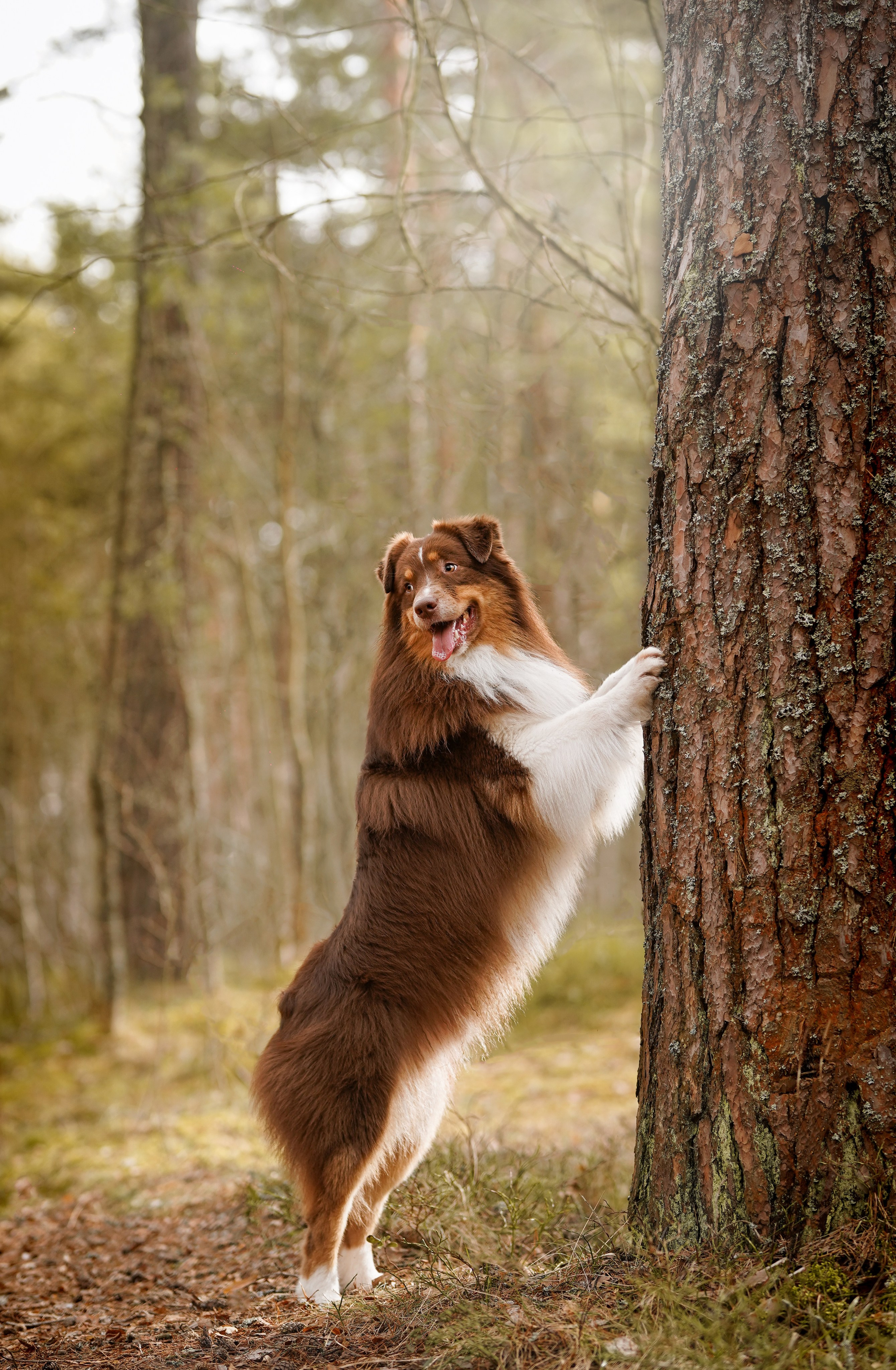 Аусси на Ладоге. Фотограф-анималист в Санкт-Петербурге Яна Мартынова