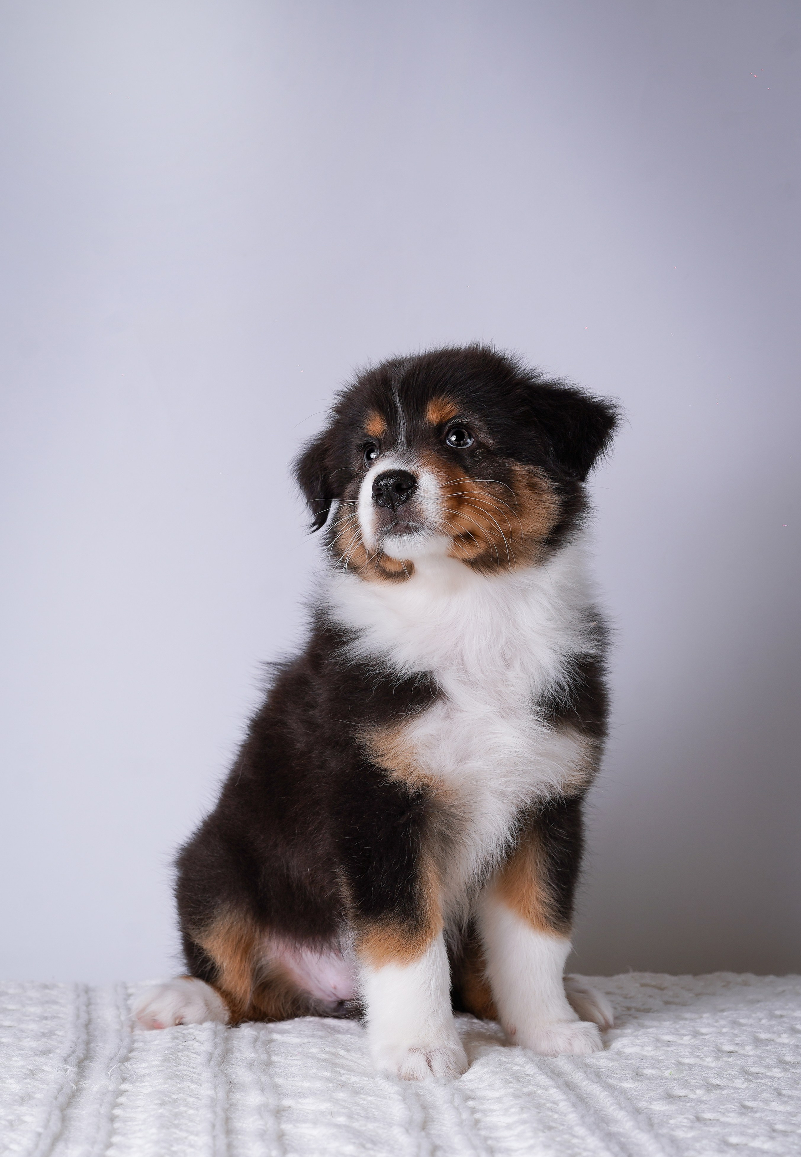Щенки аусси. Фотограф-анималист в Санкт-Петербурге Яна Мартынова