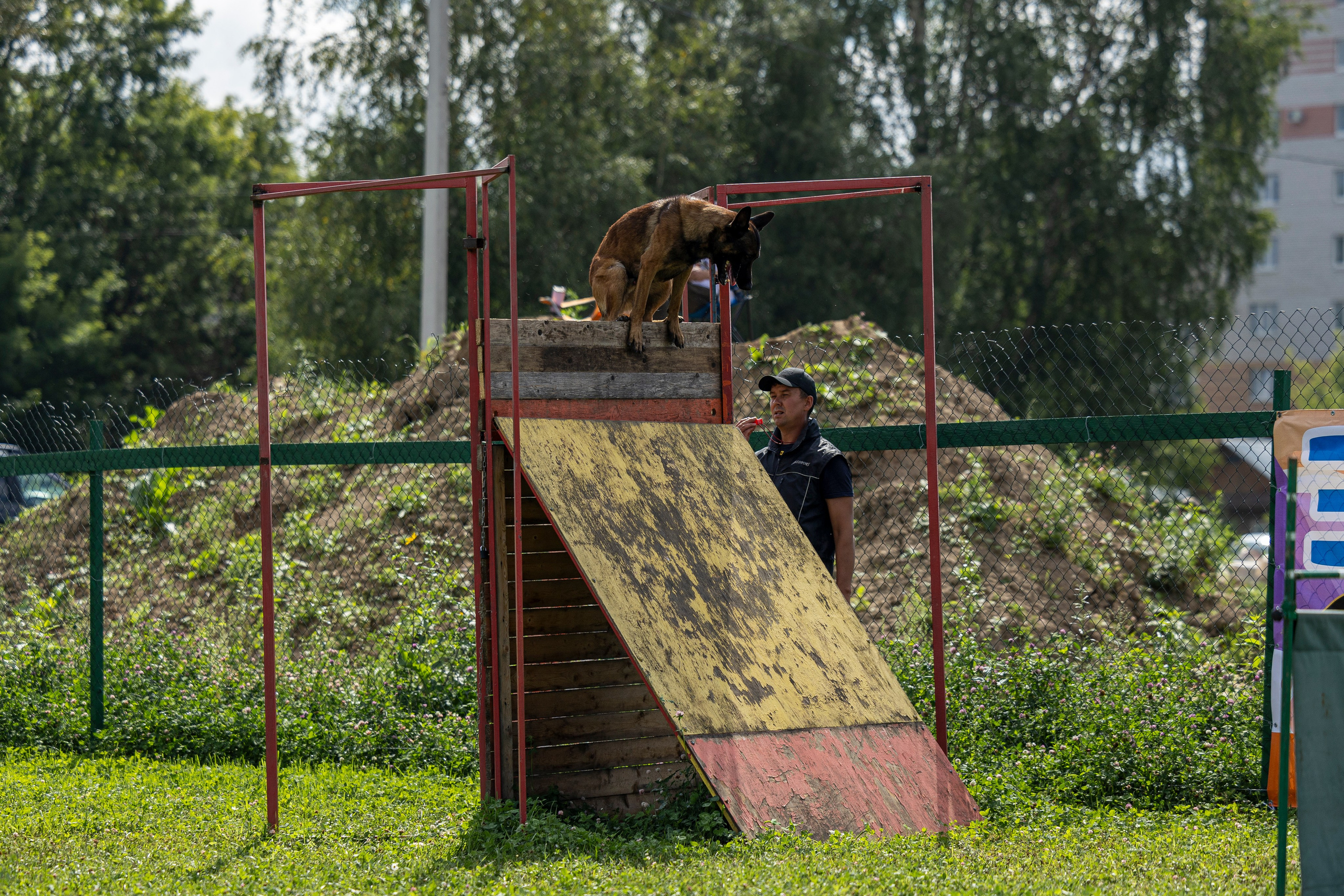 Соревнования по Мондьорингу г. Вологда 10-11.08.2024. Фотограф-анималист Анна Маринич