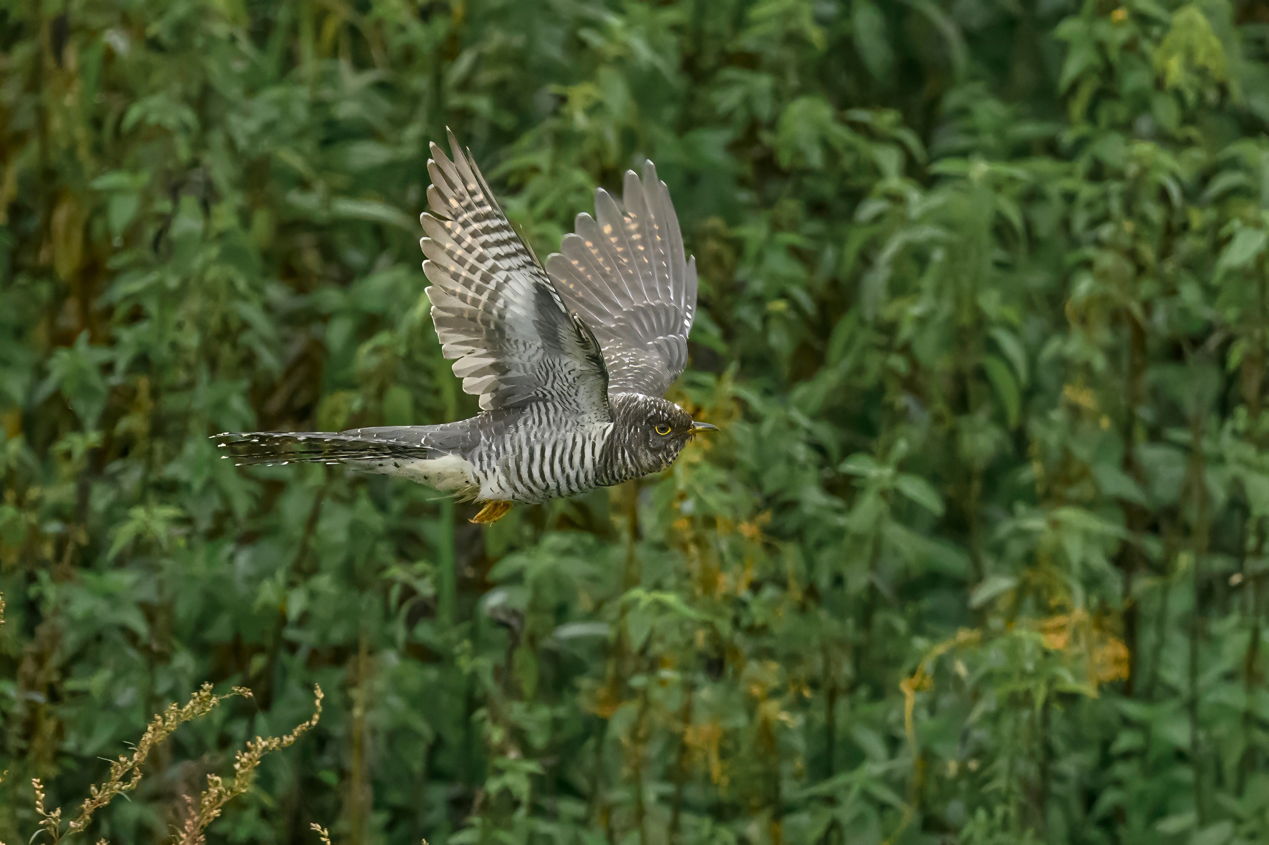 Коростель, кукушка, каменка. Wildlife photography by Sergey Puponin