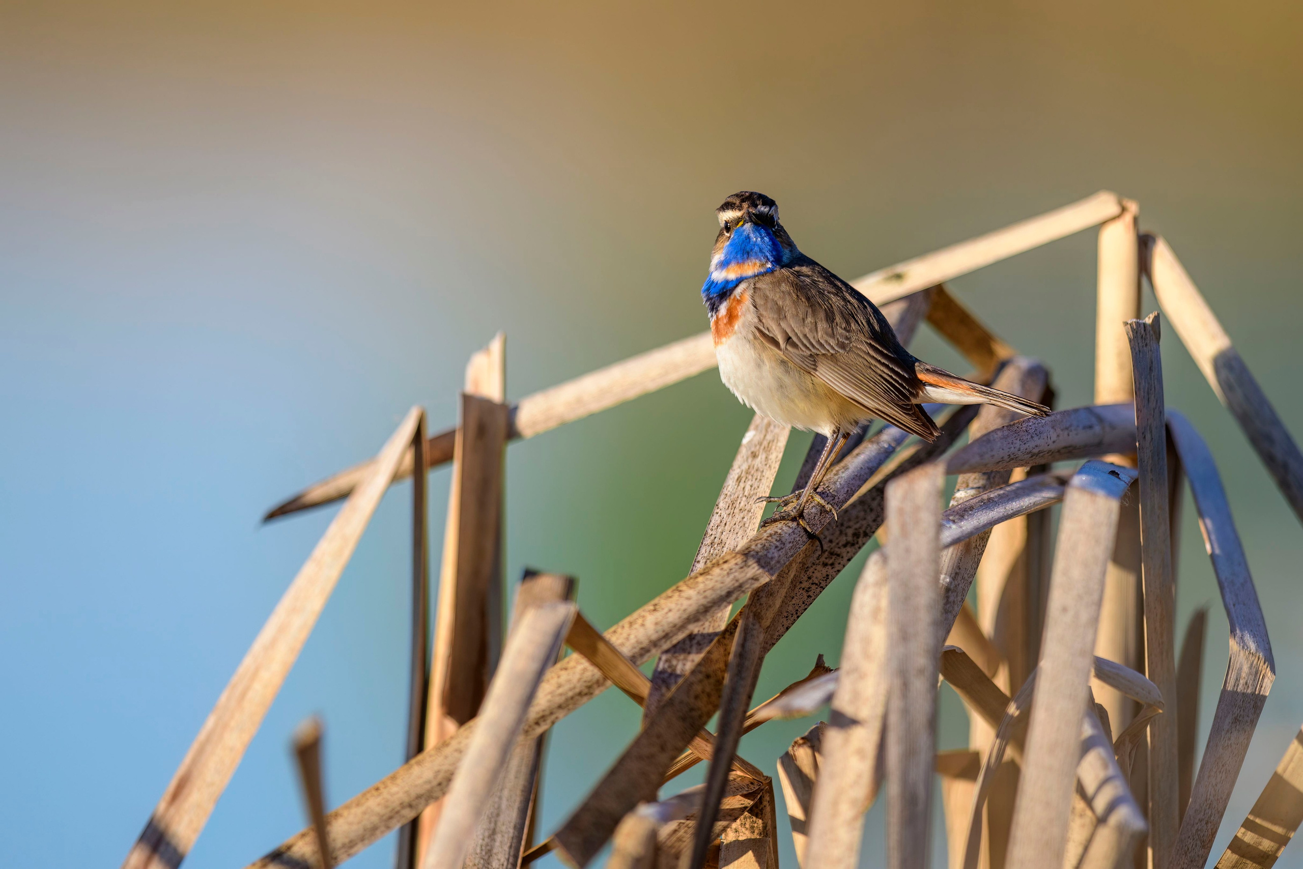 Варакушка. Фотограф Сергей Пупонин