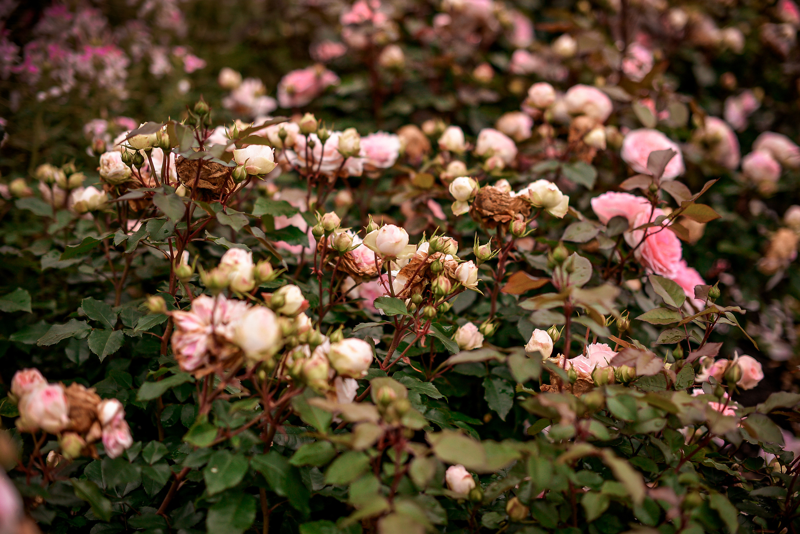 Алексей и Анастасия. Свадебный Фотограф в Твери Анастасия Булкина