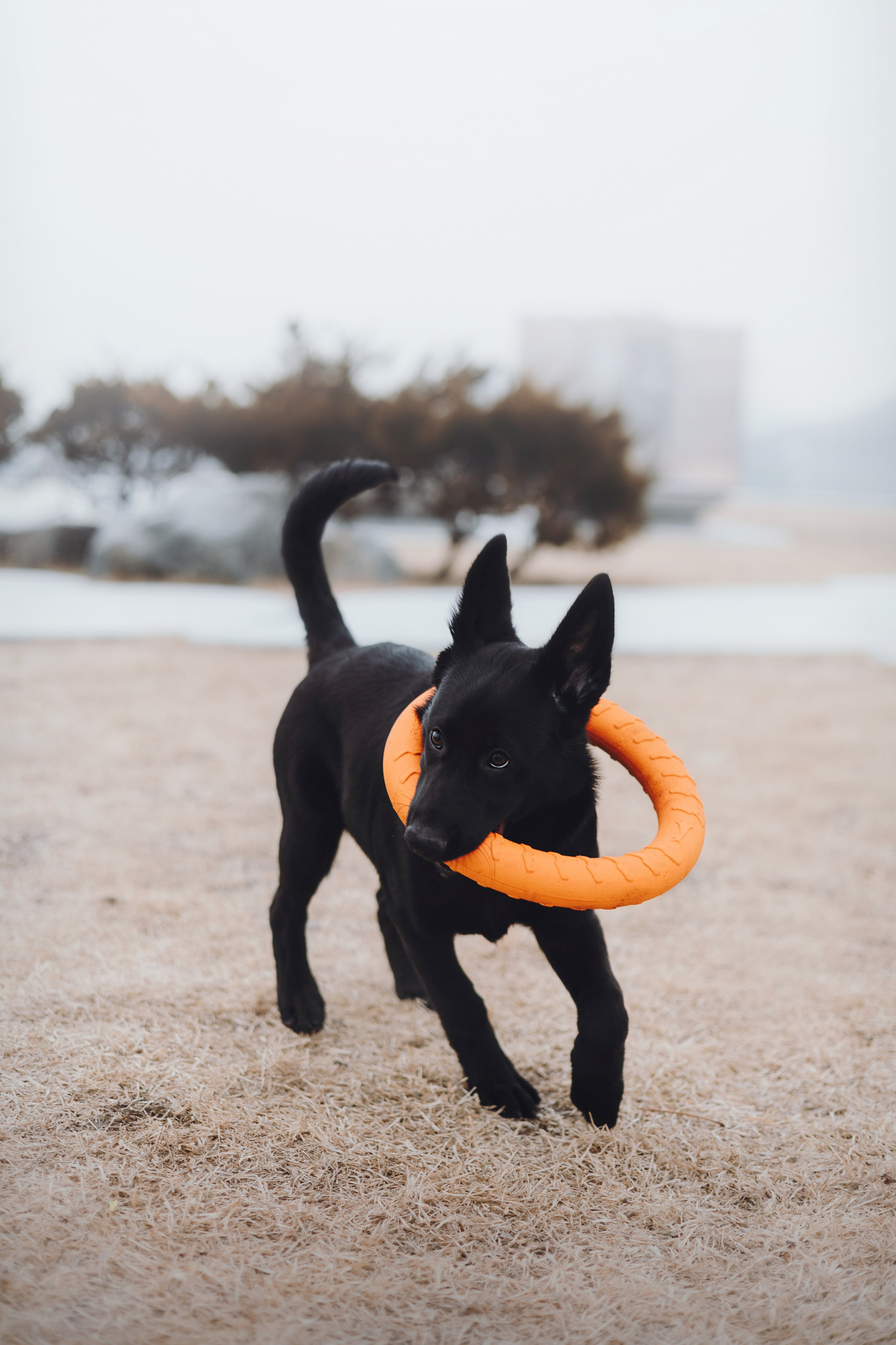 Ксения и Юта. Фотограф — анималист Владивосток, Алина