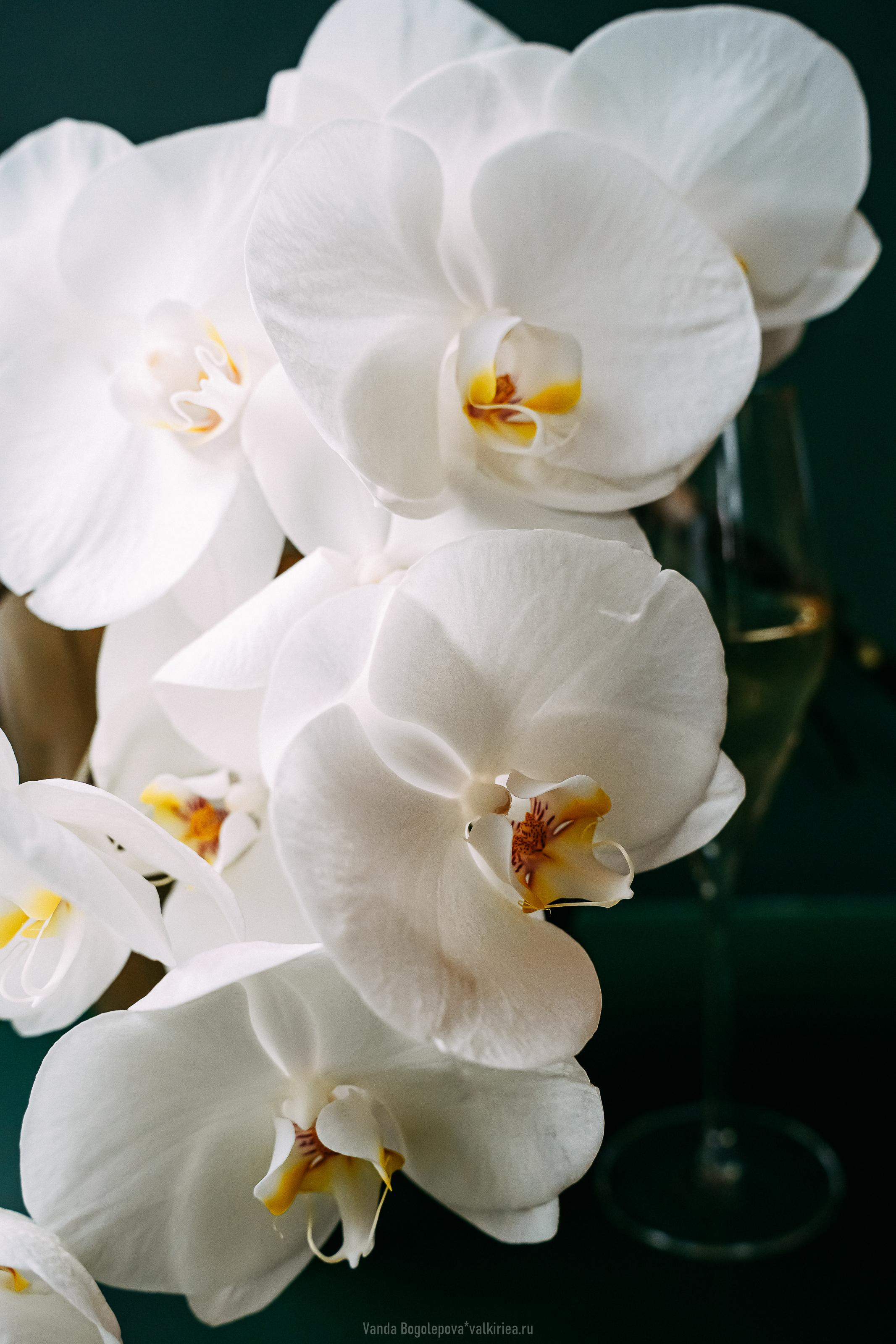 🌿Wedding Day🌿 Ольга и Владимир 🌿. Фотосъемка, свадебная фотосъемка, Москва, Нижний Новгород