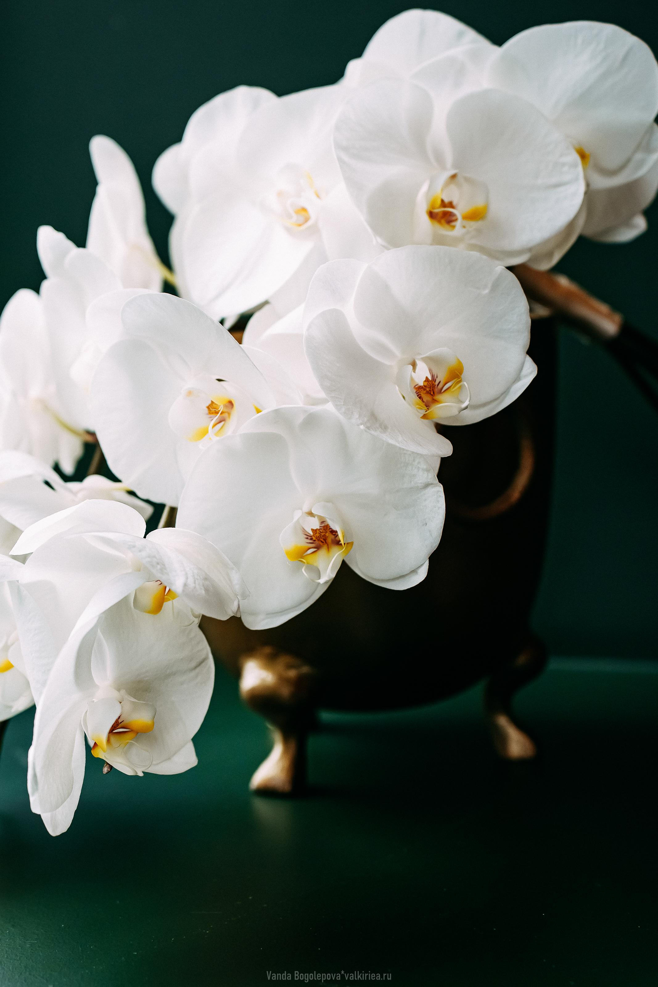 🌿Wedding Day🌿 Ольга и Владимир 🌿. Фотосъемка, свадебная фотосъемка, Москва, Нижний Новгород