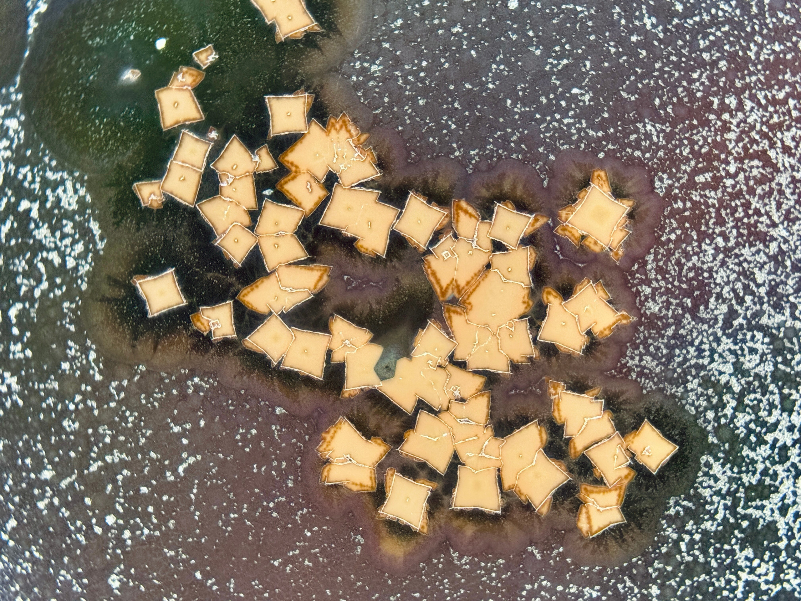 Curriculum Vitae. Артур Бахтин