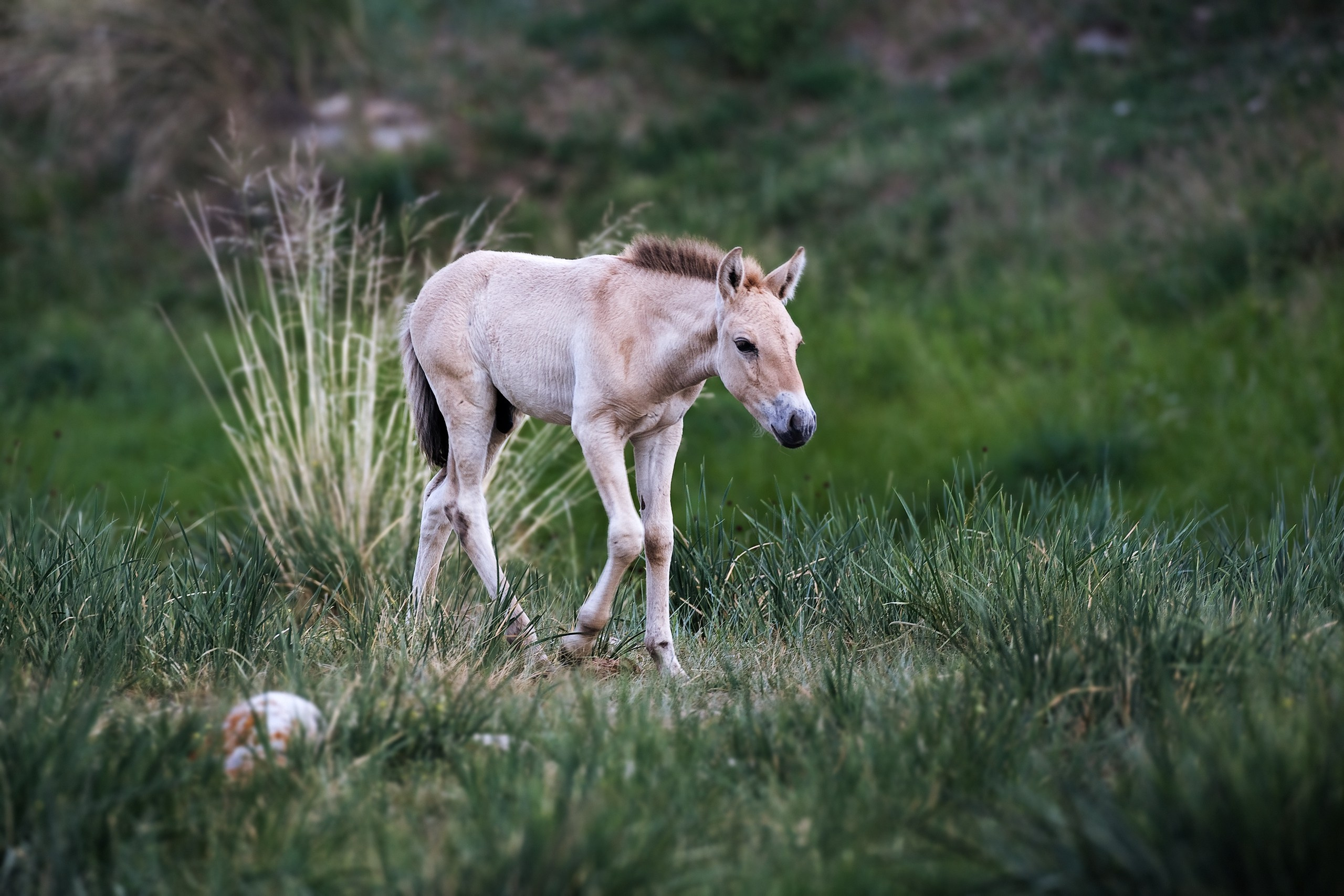 Монголия. Фотограф Владимир Медведев