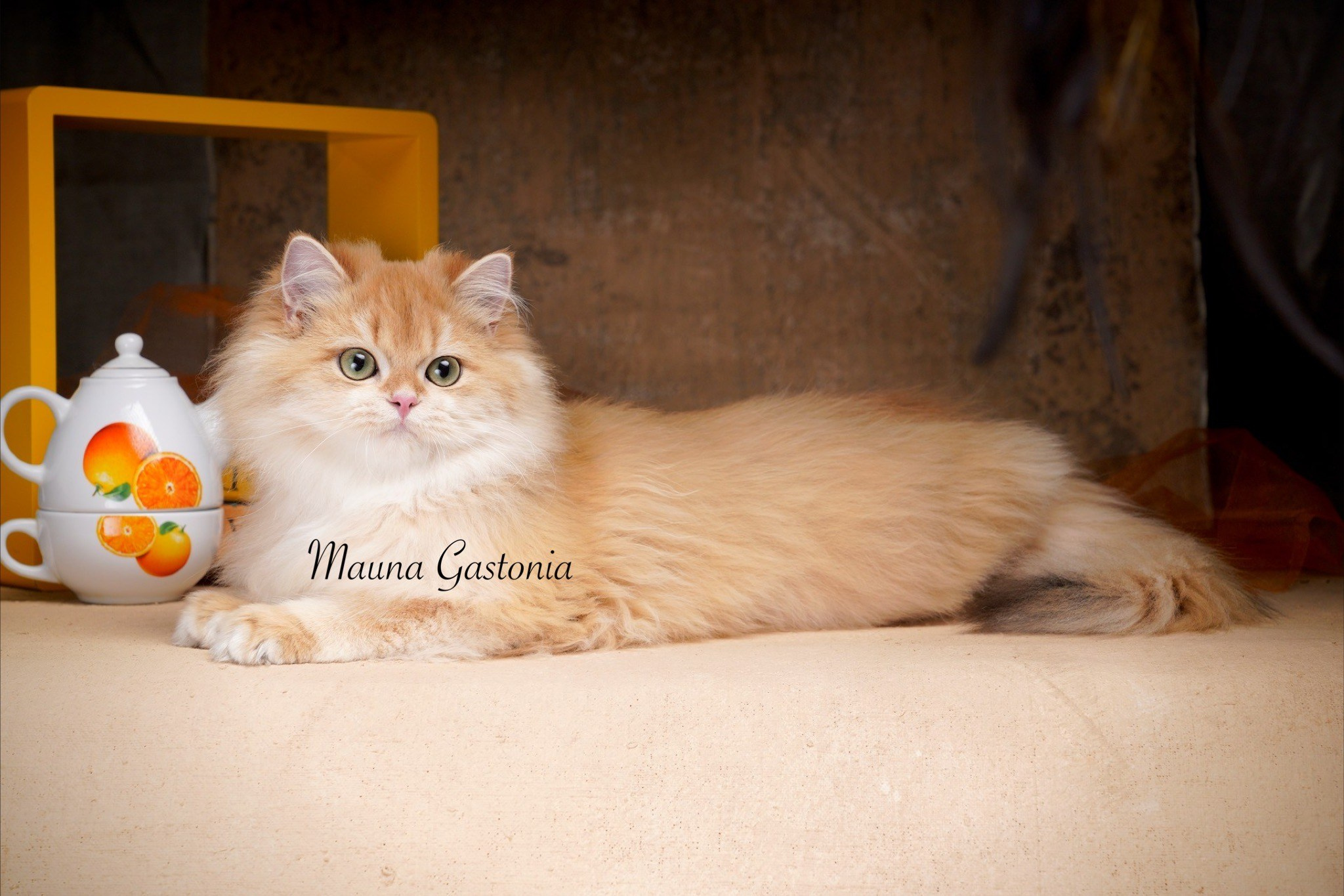 Germes. Mauna Gastonia