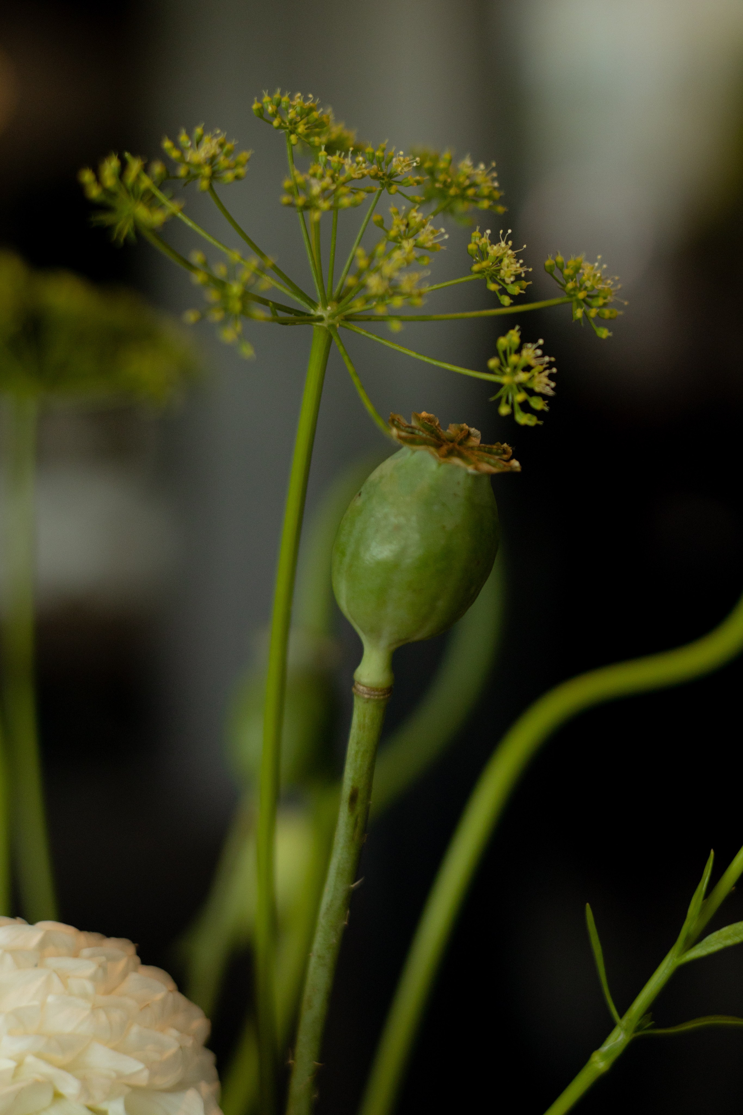 Алина & Николай. Оформление свадеб, декор свадеб Вера Маркова, Москва