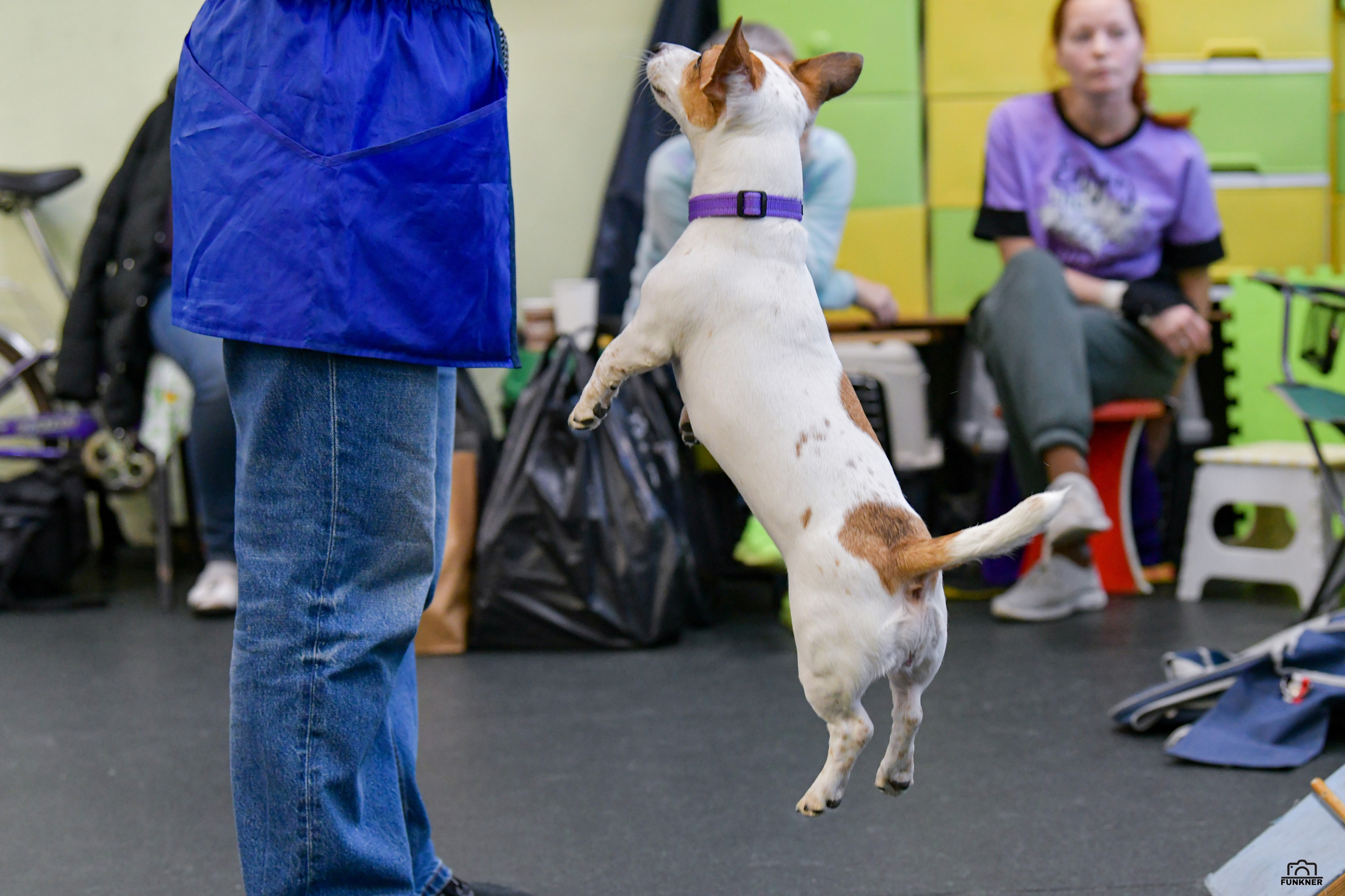Кинологический клуб «Бодрый хвост». Свой взгляд через объектив