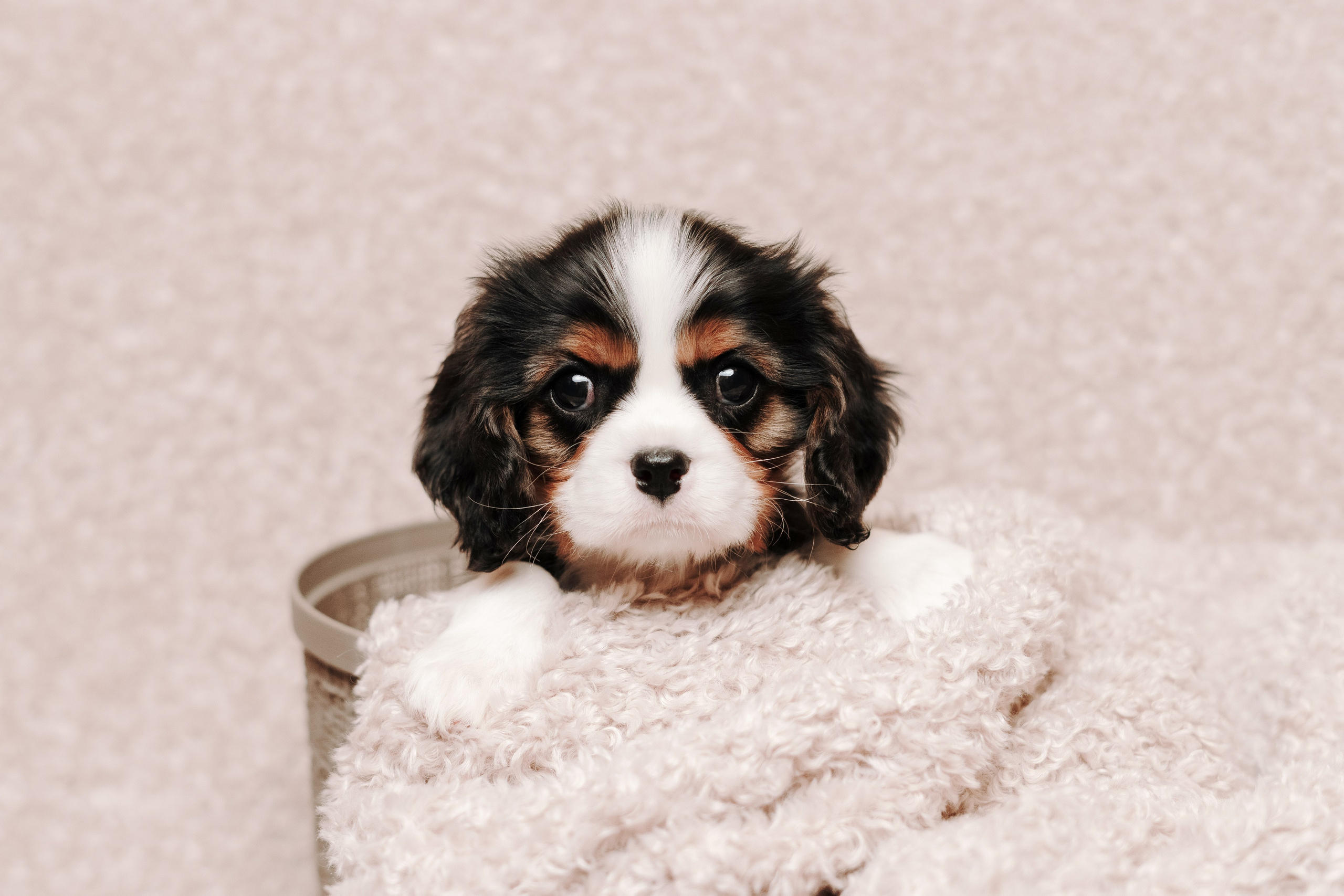 ККЧС. Фотограф анималист Осипчикова Мария