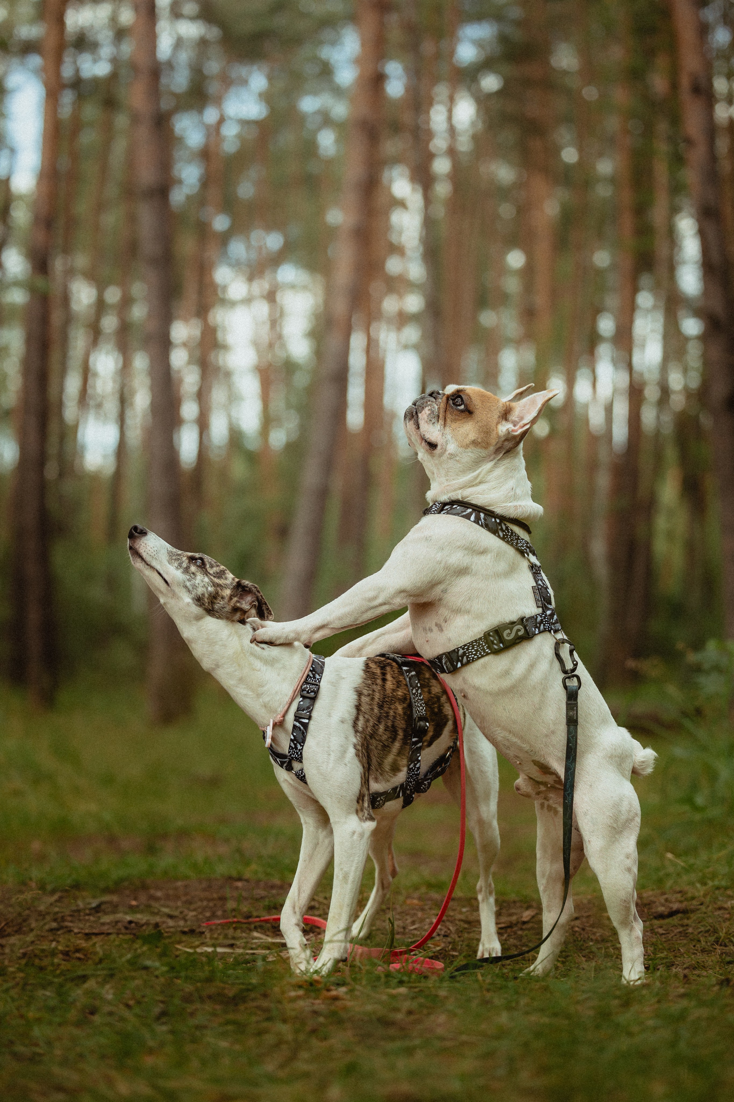 Выездной дог-тренинг от школы «Шерсть имею»