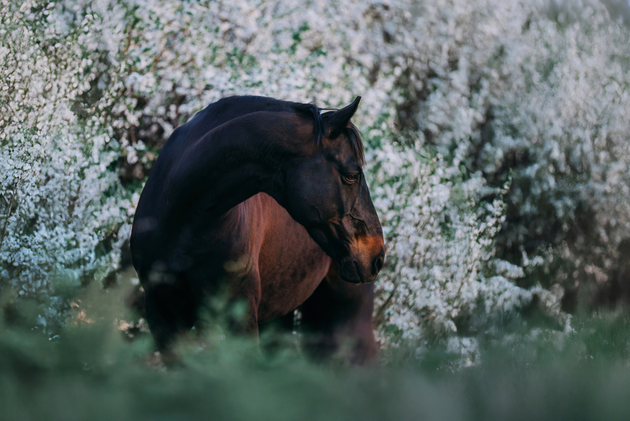 Разное. Фотограф-анималист Ксендзова Кристина