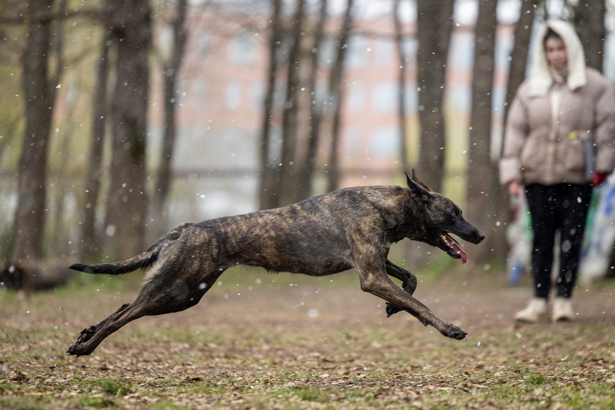 Квалификационные состязания по мондьорингу г. Вологда 11.05.24. Фотограф-анималист Анна Маринич