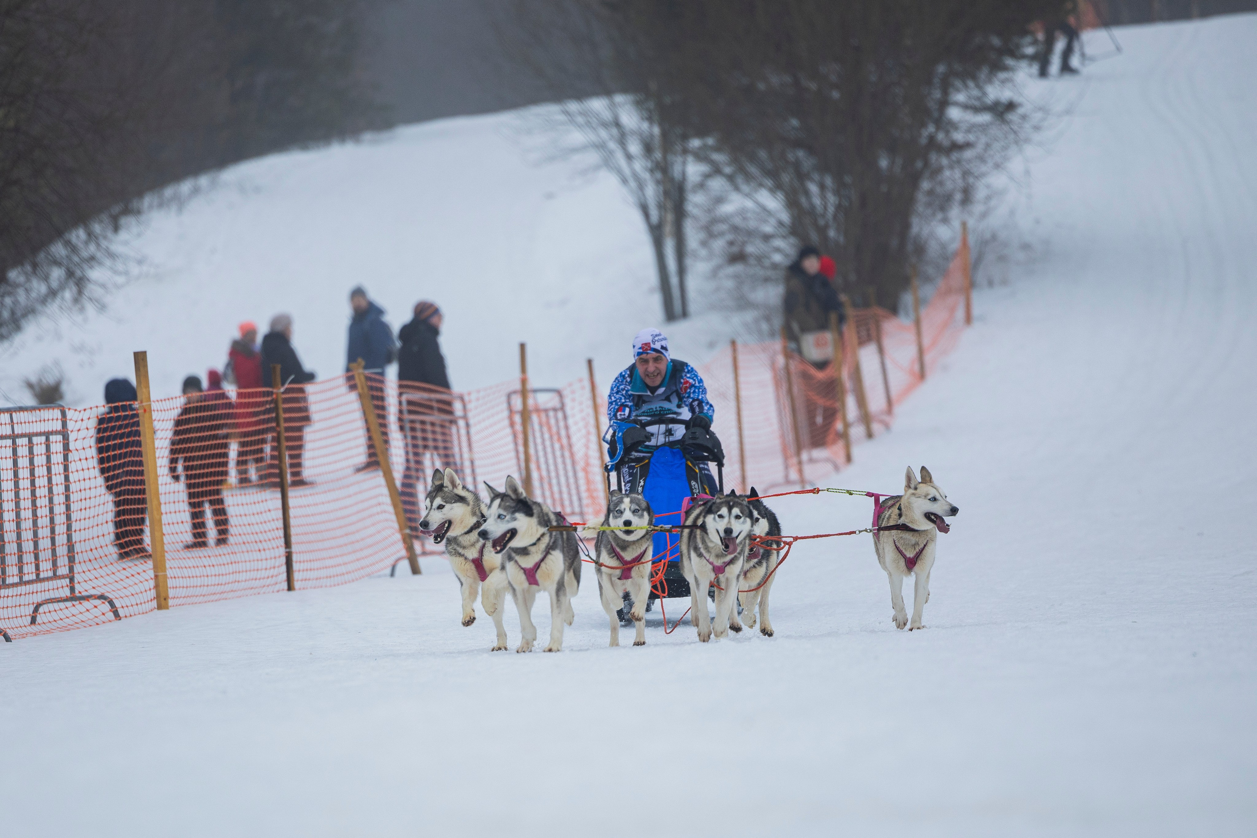 Зимний Чемпионат Санкт-Петербурга по ездовому спорту. Фотограф-анималист Анна Маринич