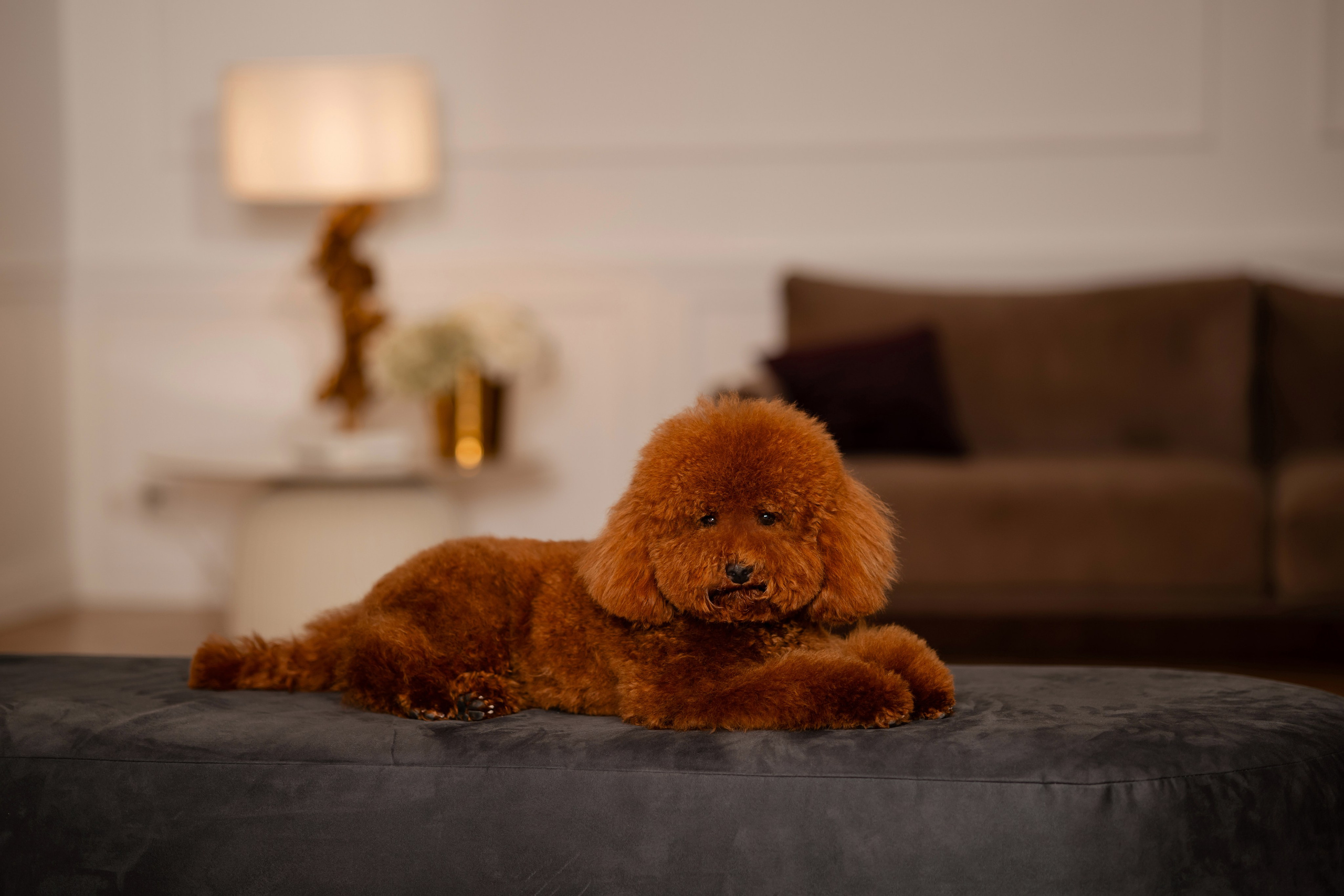 Фотосессия собаки в фотостудии. Фотограф-анималист в Краснодаре Маша Мельникова