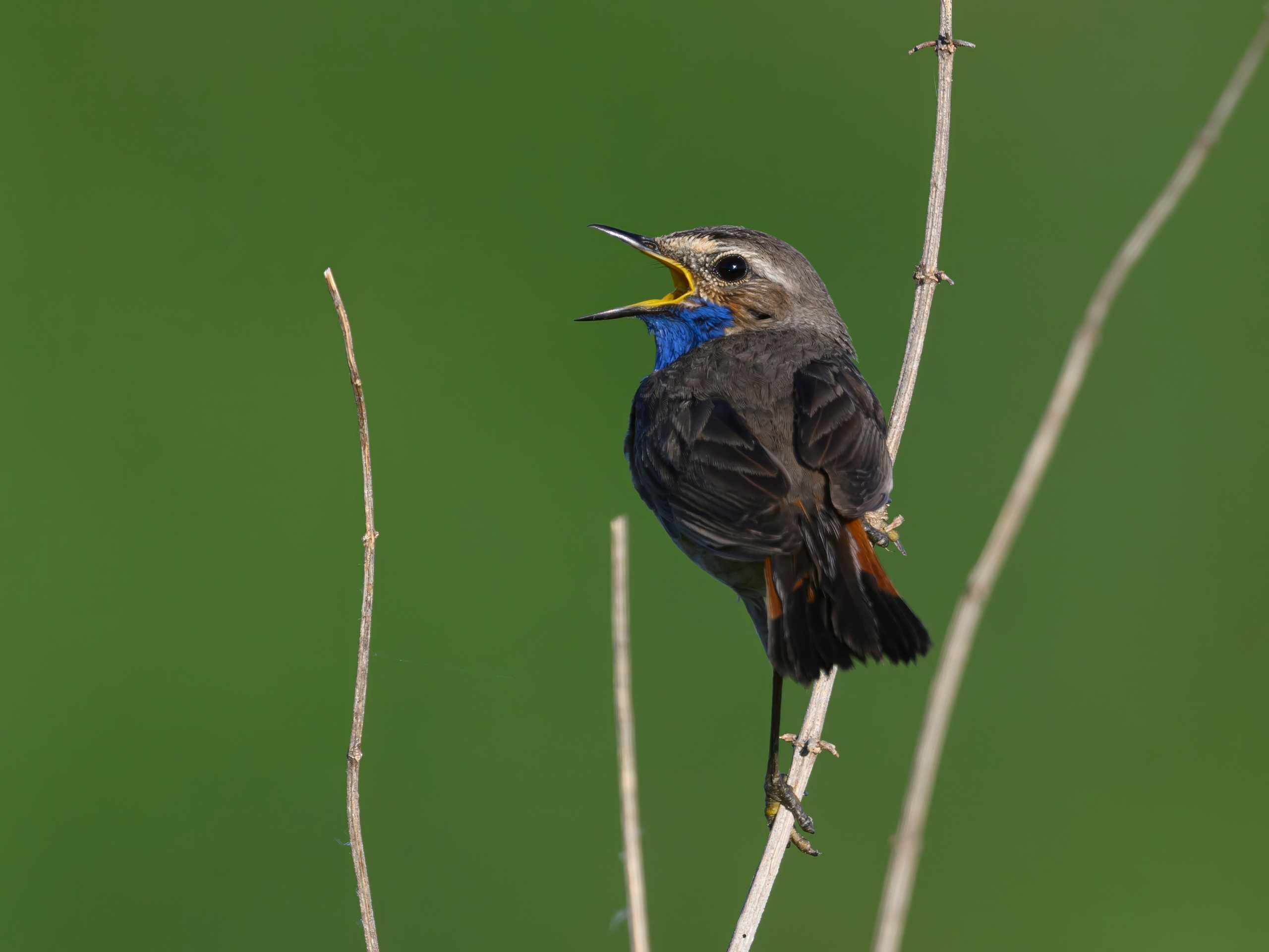 Совы и заяц. Фотограф Сергей Пупонин