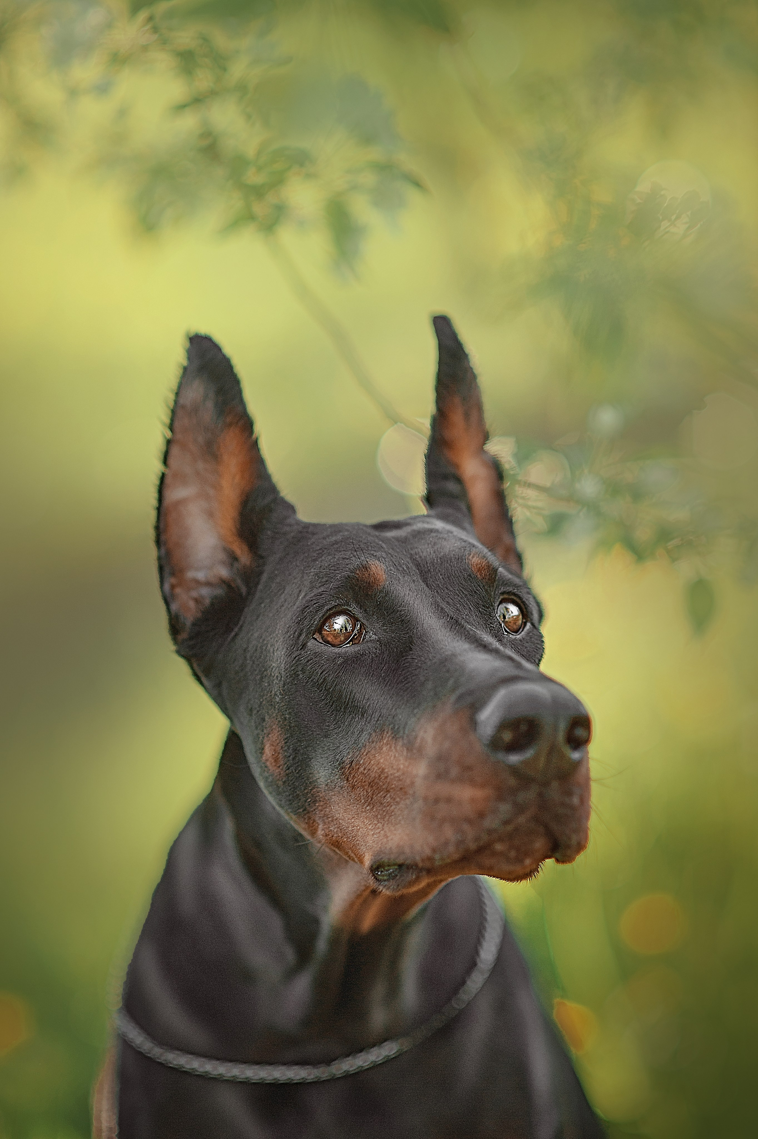 Фотосессия животных в Ижевских, фотограф животных. Детский, семейный фотограф в Ижевске и Москве Аксинья Лысенкова ADEN