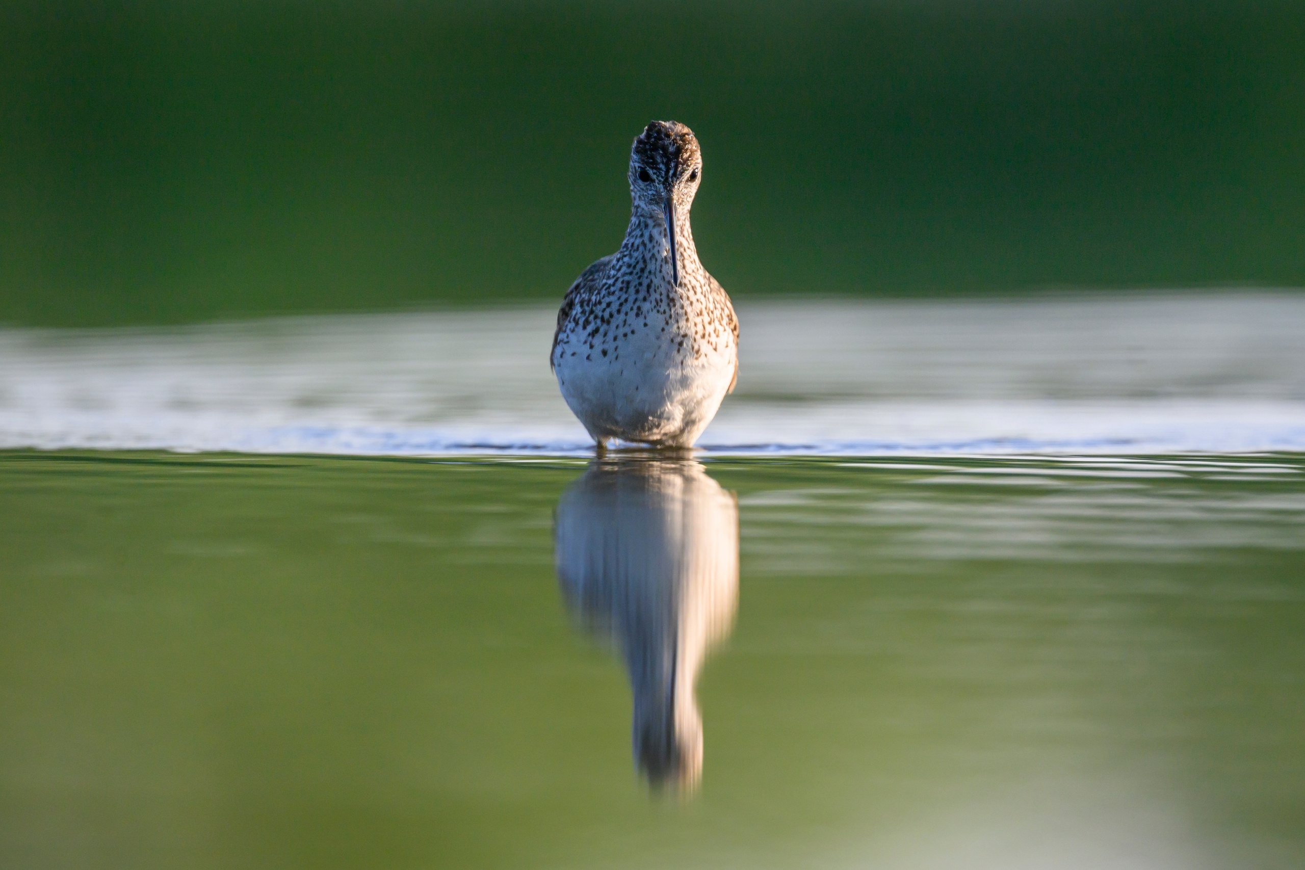 Птенец трясогузки, поручейник и фифи. Wildlife photography by Sergey Puponin