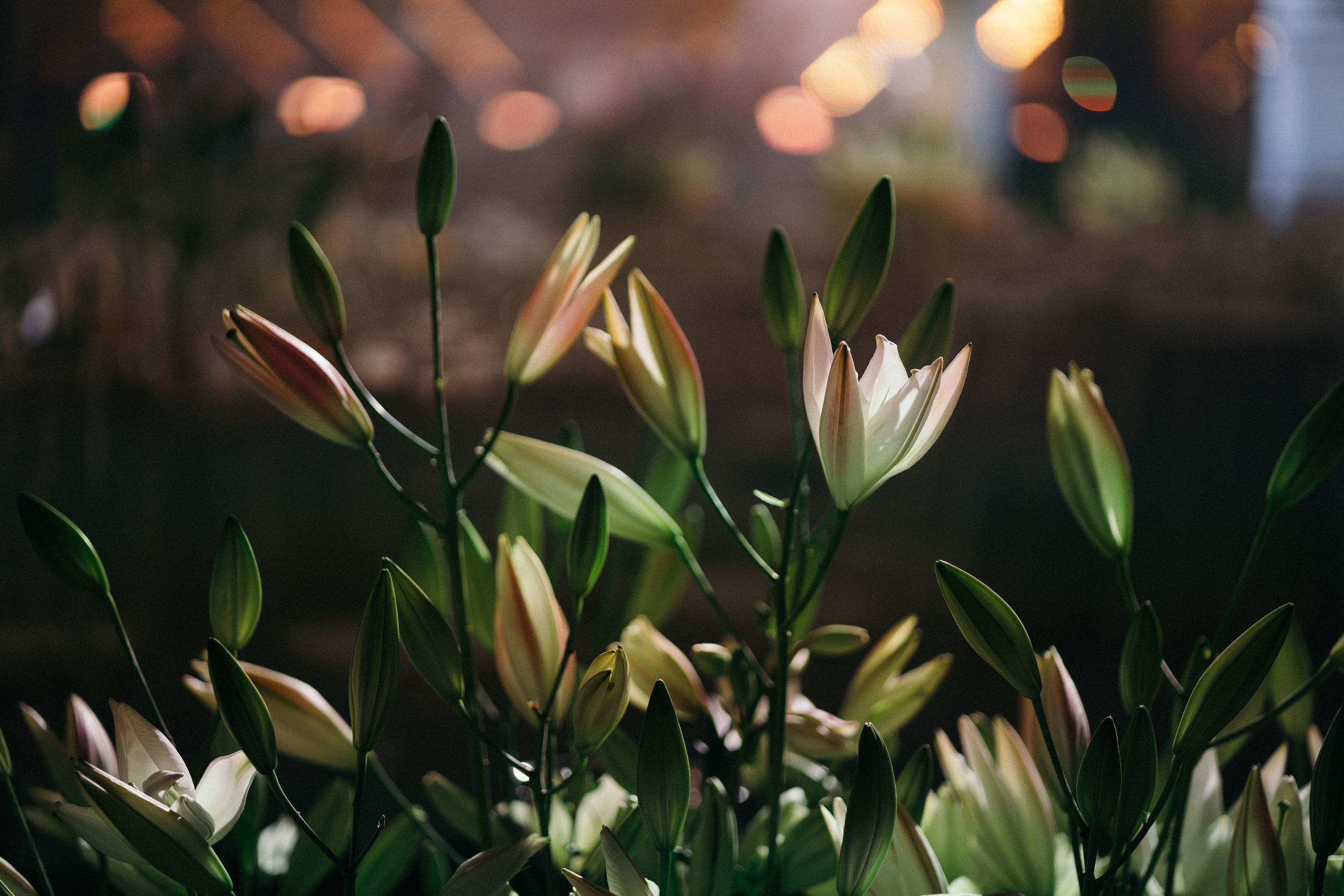 Эмиль и Катя. Свадебный и семейный фотограф в Краснодаре Роман Моско