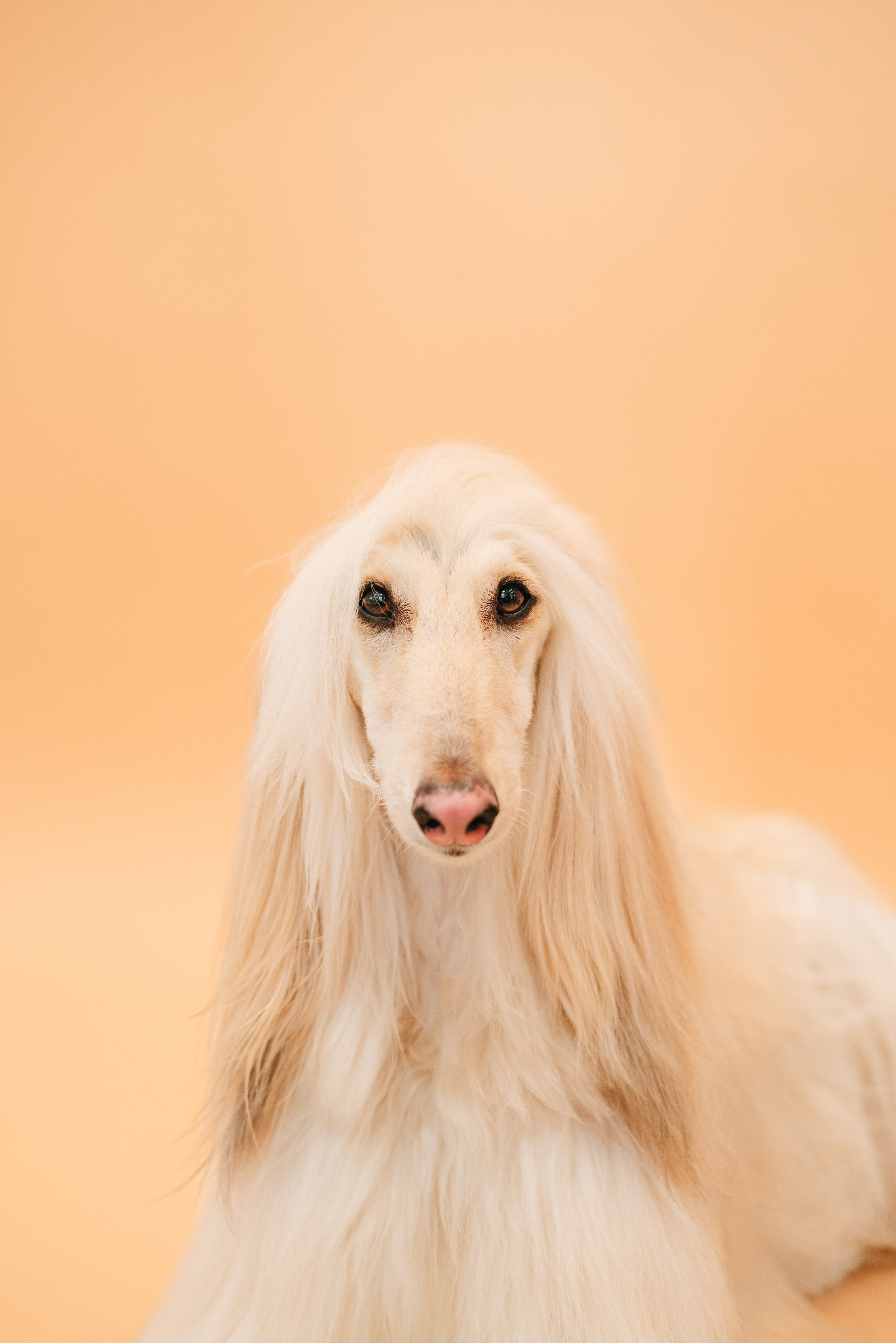 Груминг — салон. Фотограф анималист Осипчикова Мария