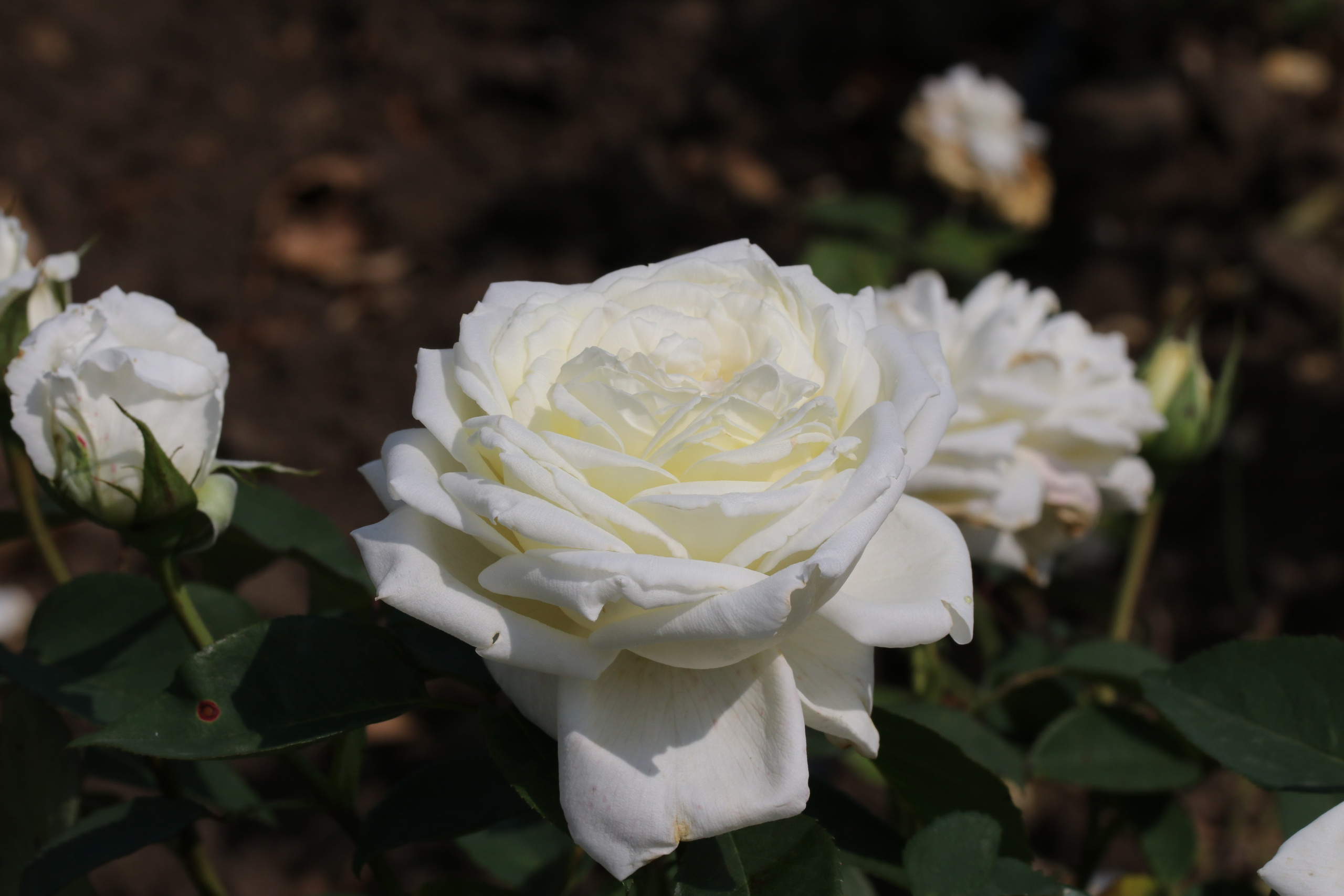 Долина роз в Кисловодске. Фото-художник и Репортажный фотограф Николаев Александр Алексеевич