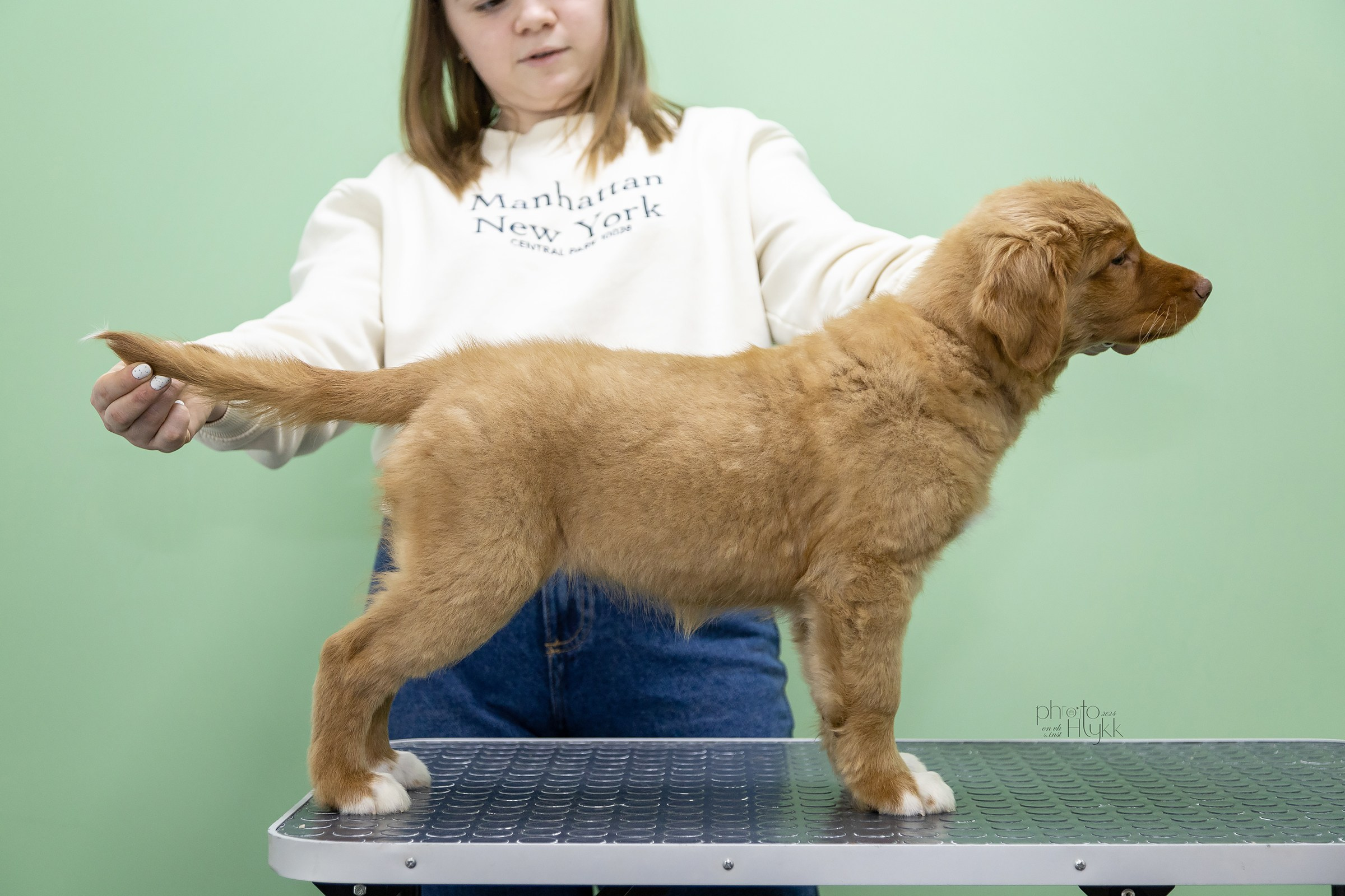 Щенки Толлера. Htykk_photo