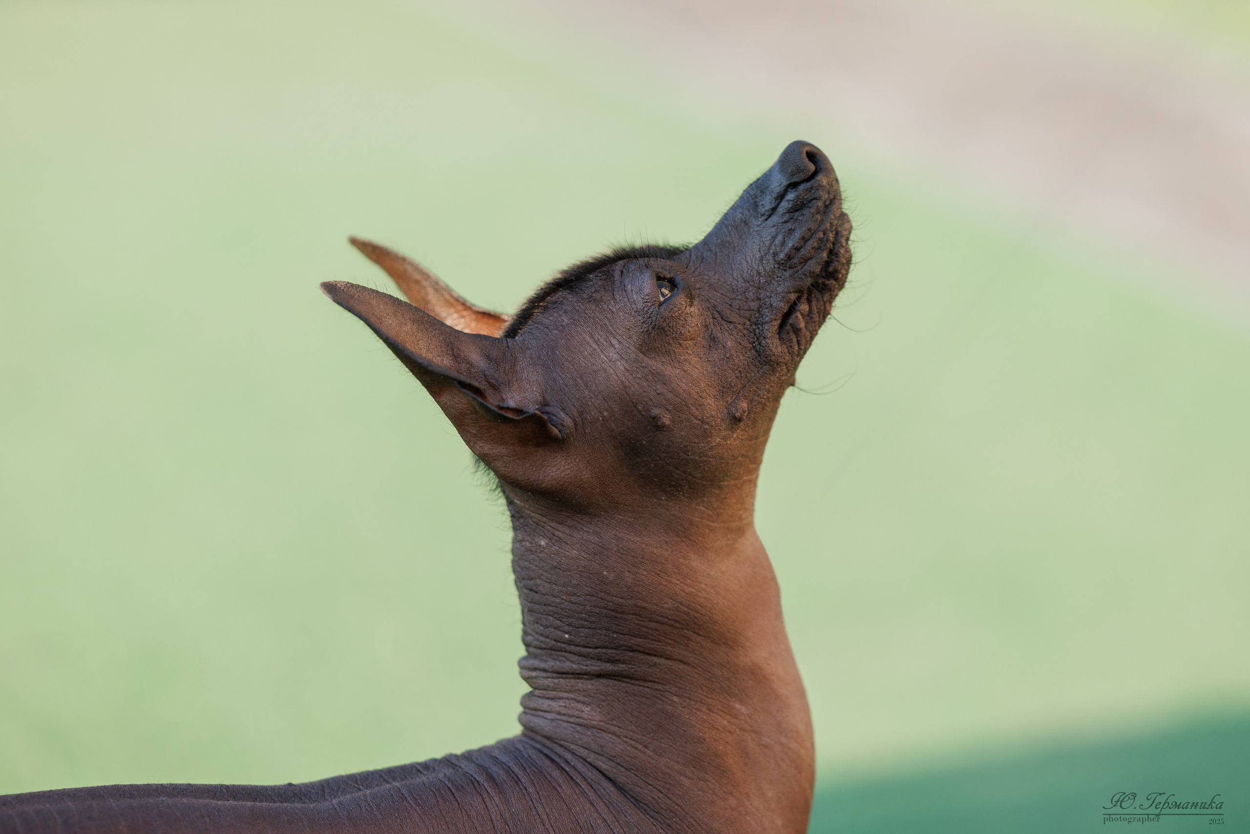 Калининград 25-27.07 Волгоград 1-3.08 2025. Фотограф-анималист Юлия Германика