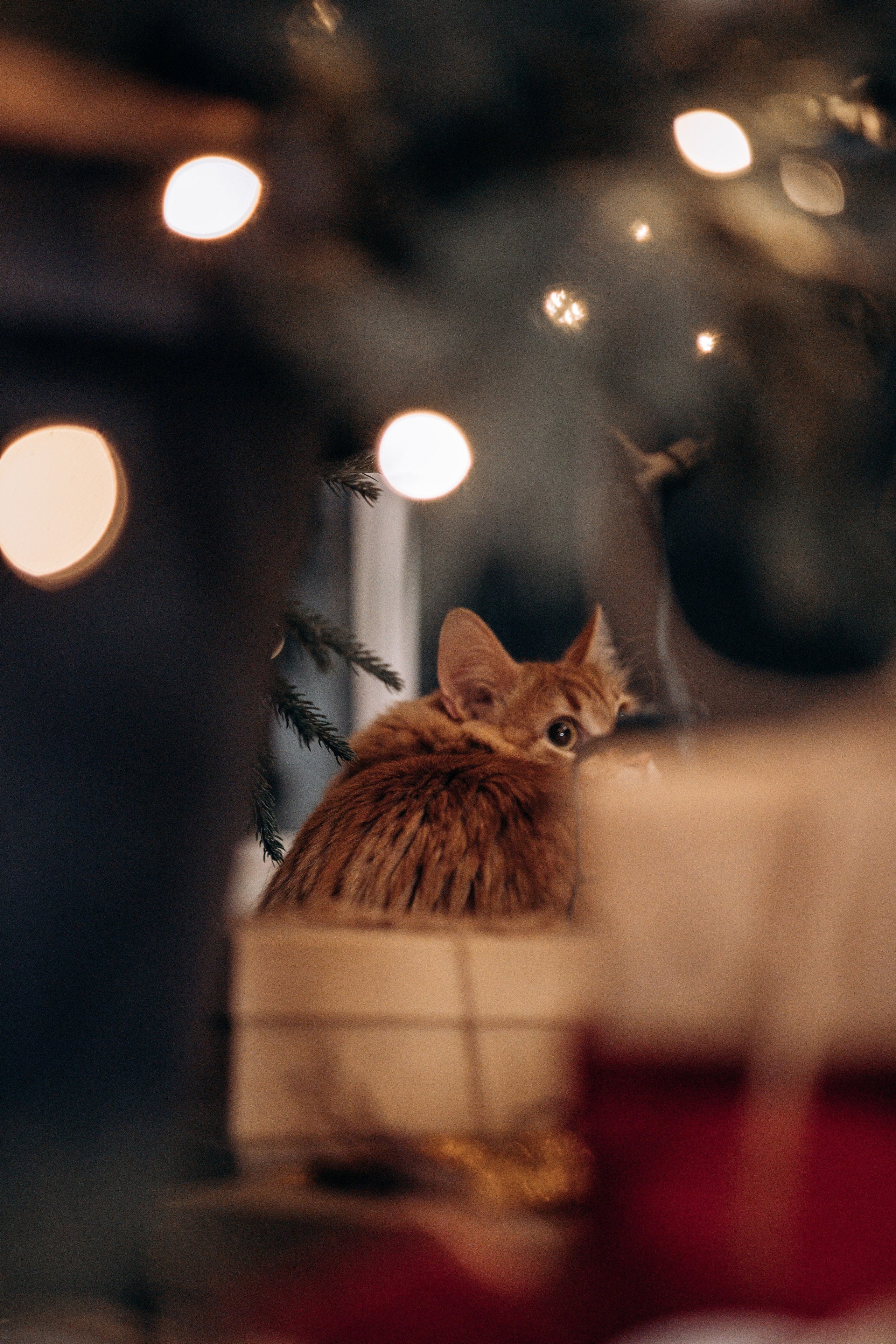 Эля и Франц. Фотограф — Анималист | Санкт-Петербург