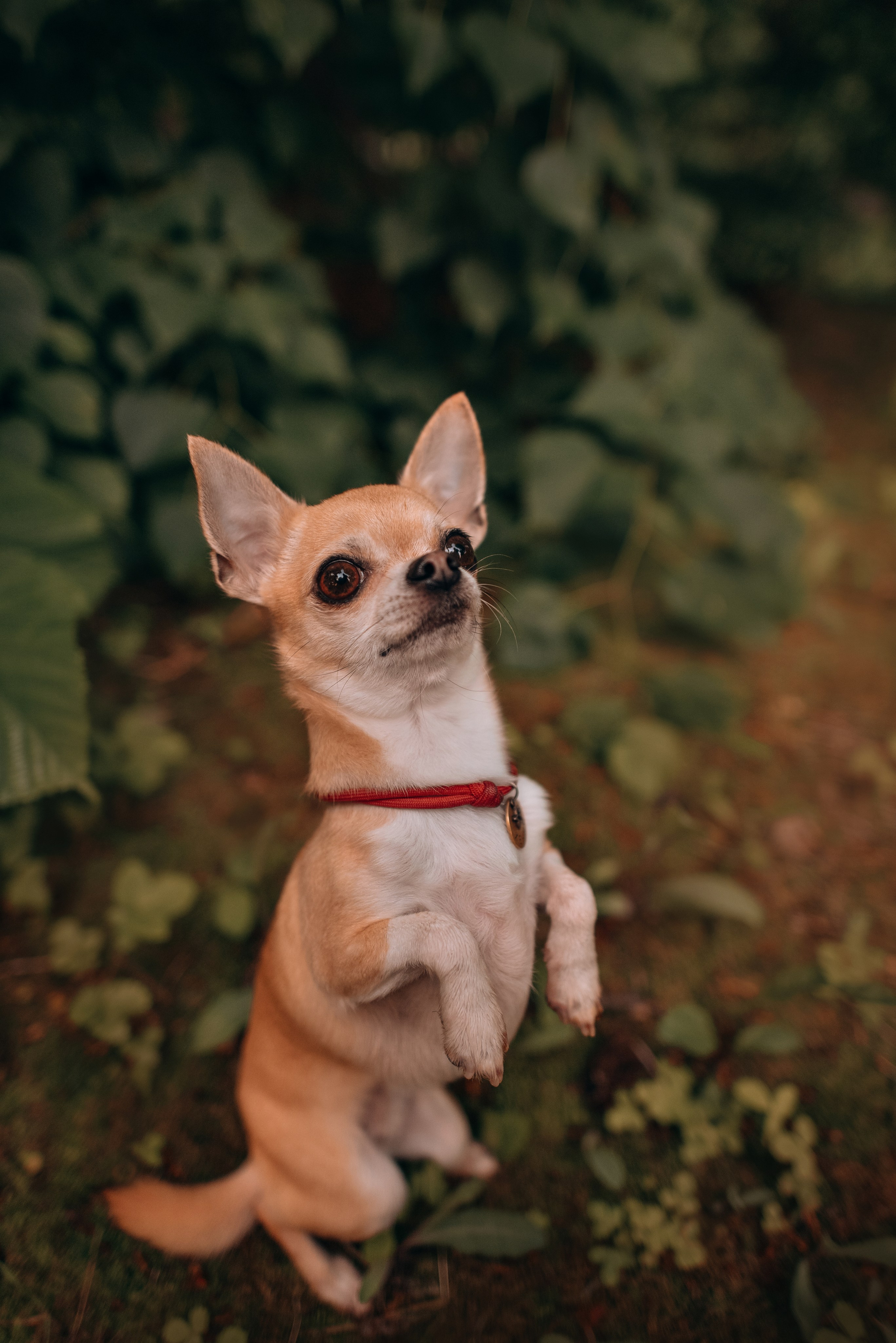 Прогулка: чихуахуа Хенни и Алина во Владивостоке. Портфолио