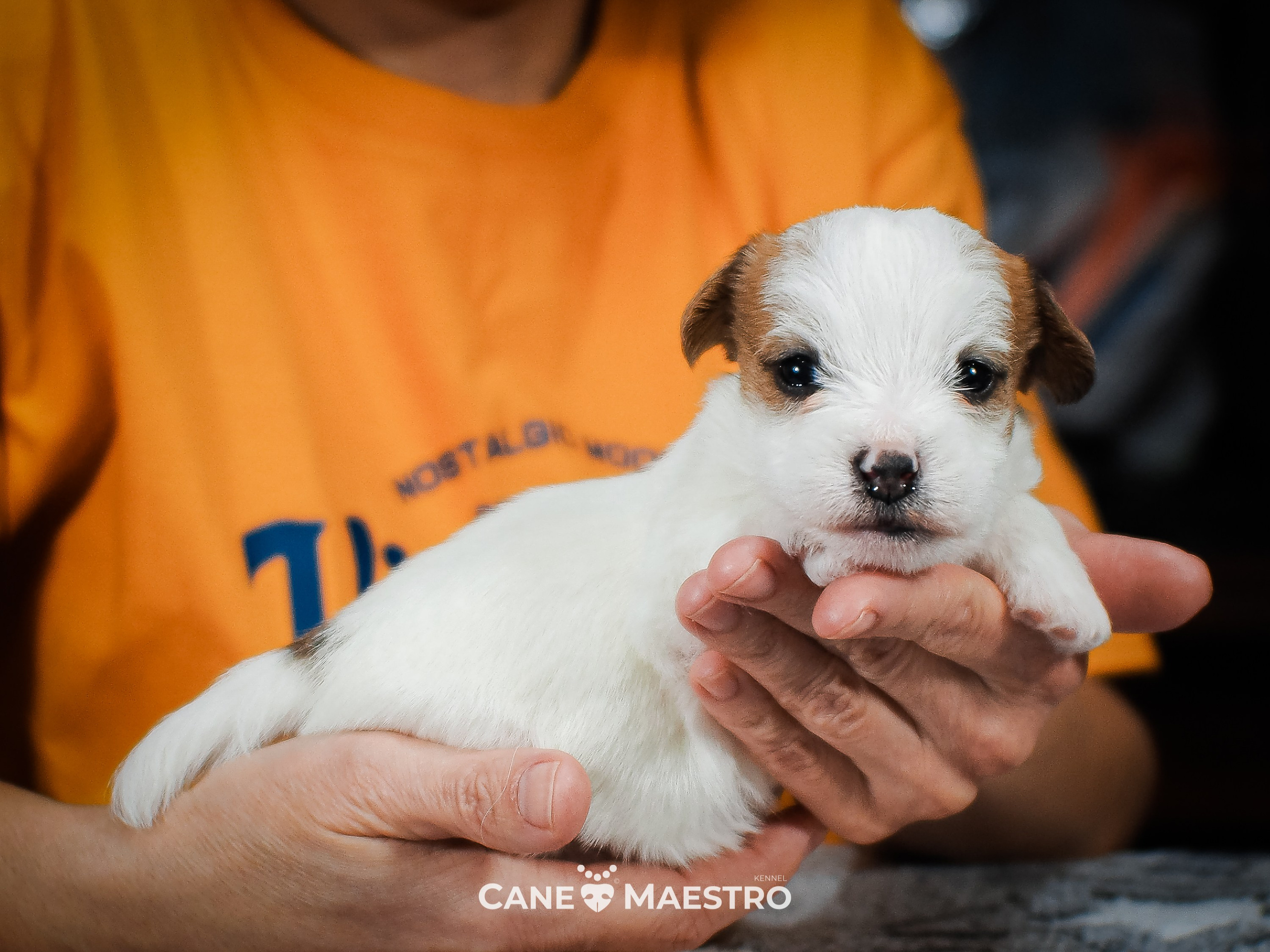 СУКА_ЛИСА_05_01_26. CANE MAESTRO — kennel Jack Russell Terrier