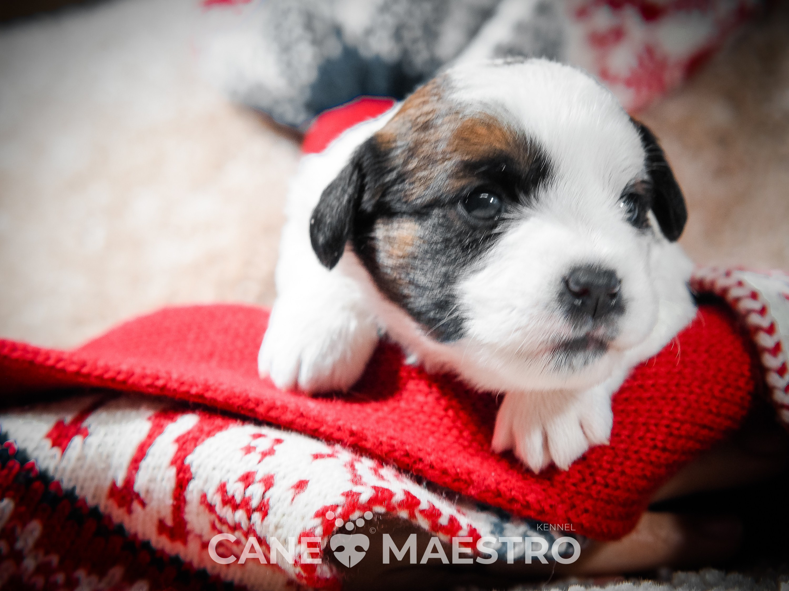3_Девочка_СНЕЖНАЯ_Ц. CANE MAESTRO — kennel Jack Russell Terrier
